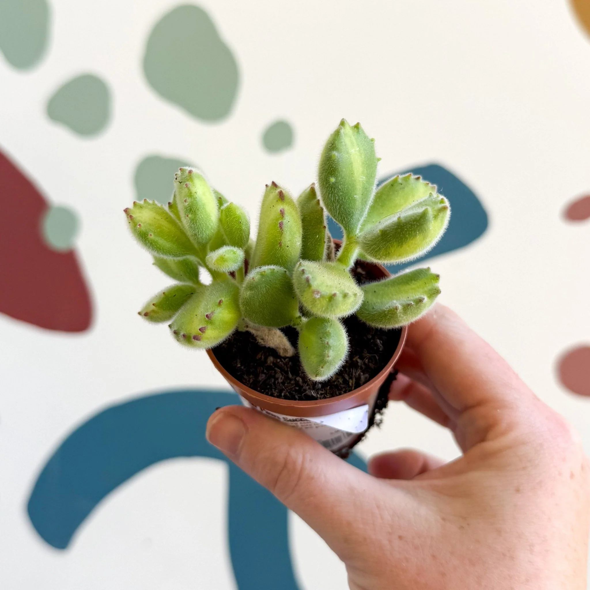 Cotyledon ladismithiensis 'Yellow Variegata' - Bear Paws Succulent
