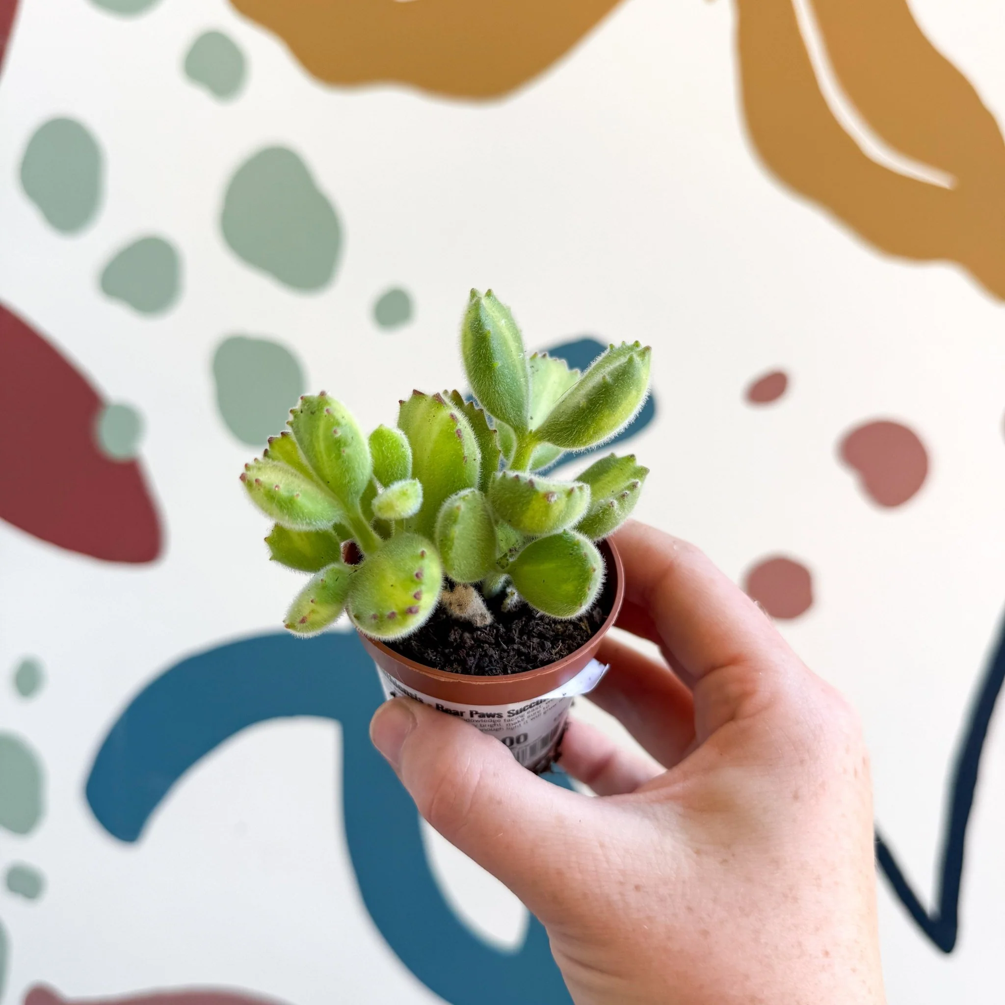 Cotyledon ladismithiensis 'Yellow Variegata' - Bear Paws Succulent - Image 10