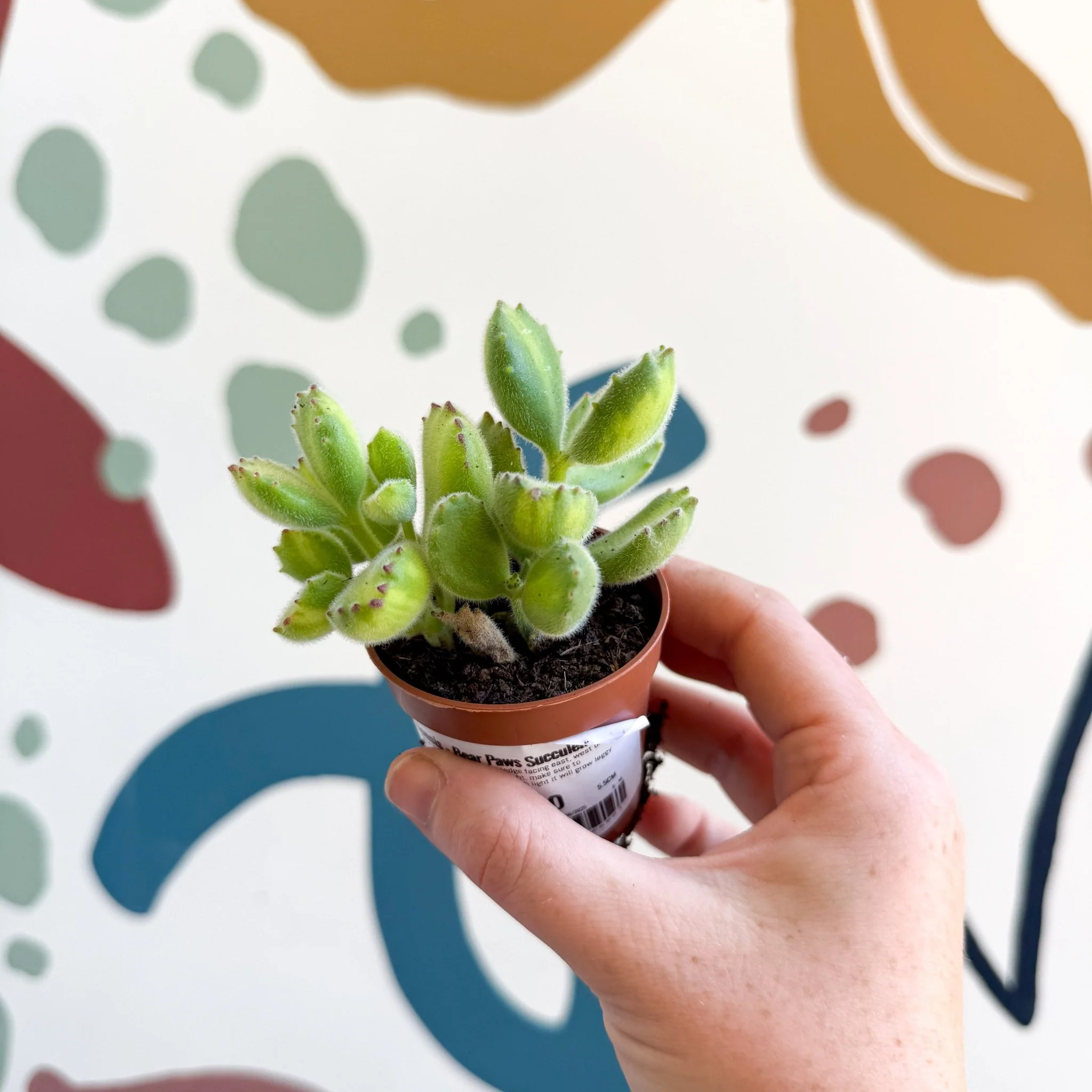 Cotyledon ladismithiensis 'Yellow Variegata' - Bear Paws Succulent - Image 11