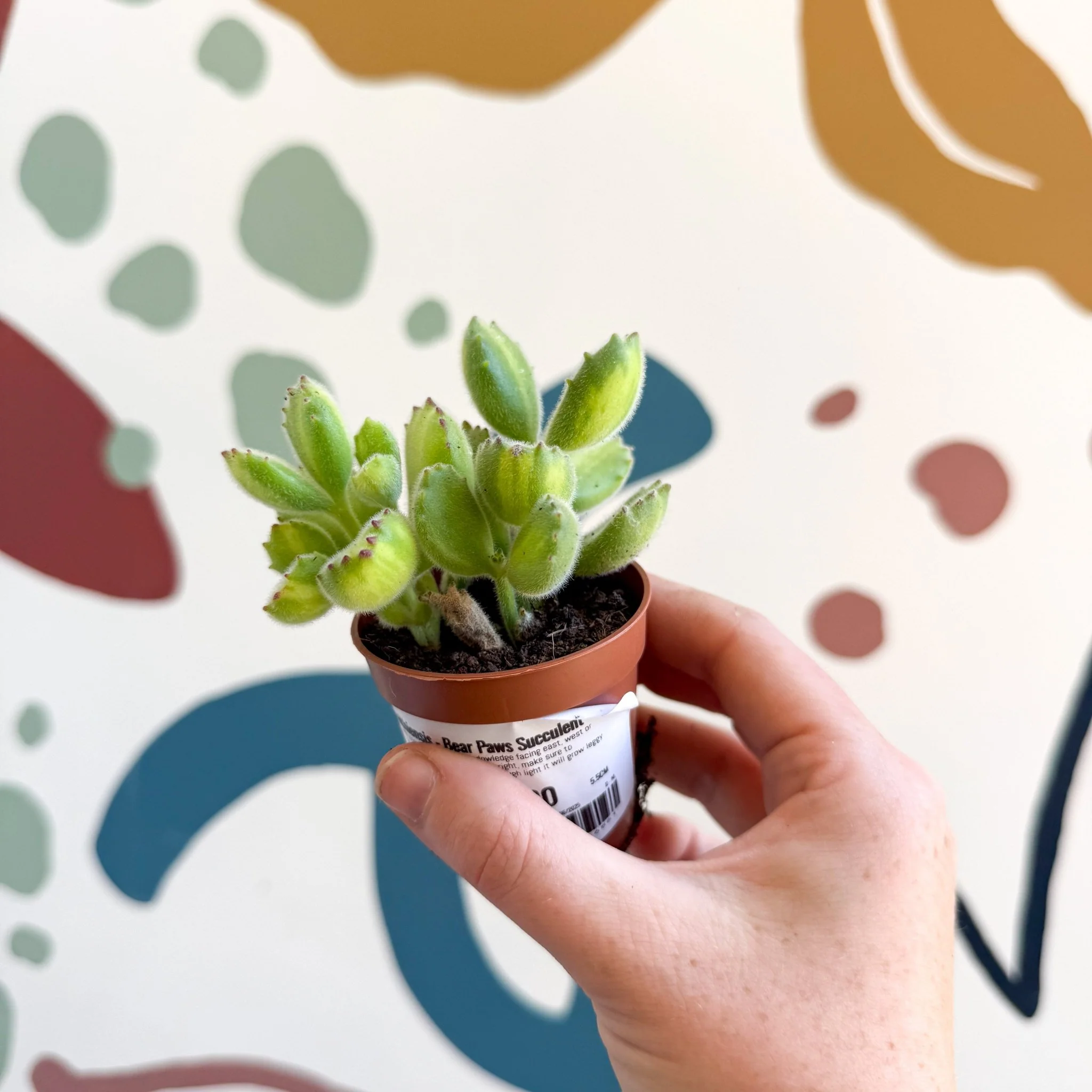 Cotyledon ladismithiensis 'Yellow Variegata' - Bear Paws Succulent - Image 12