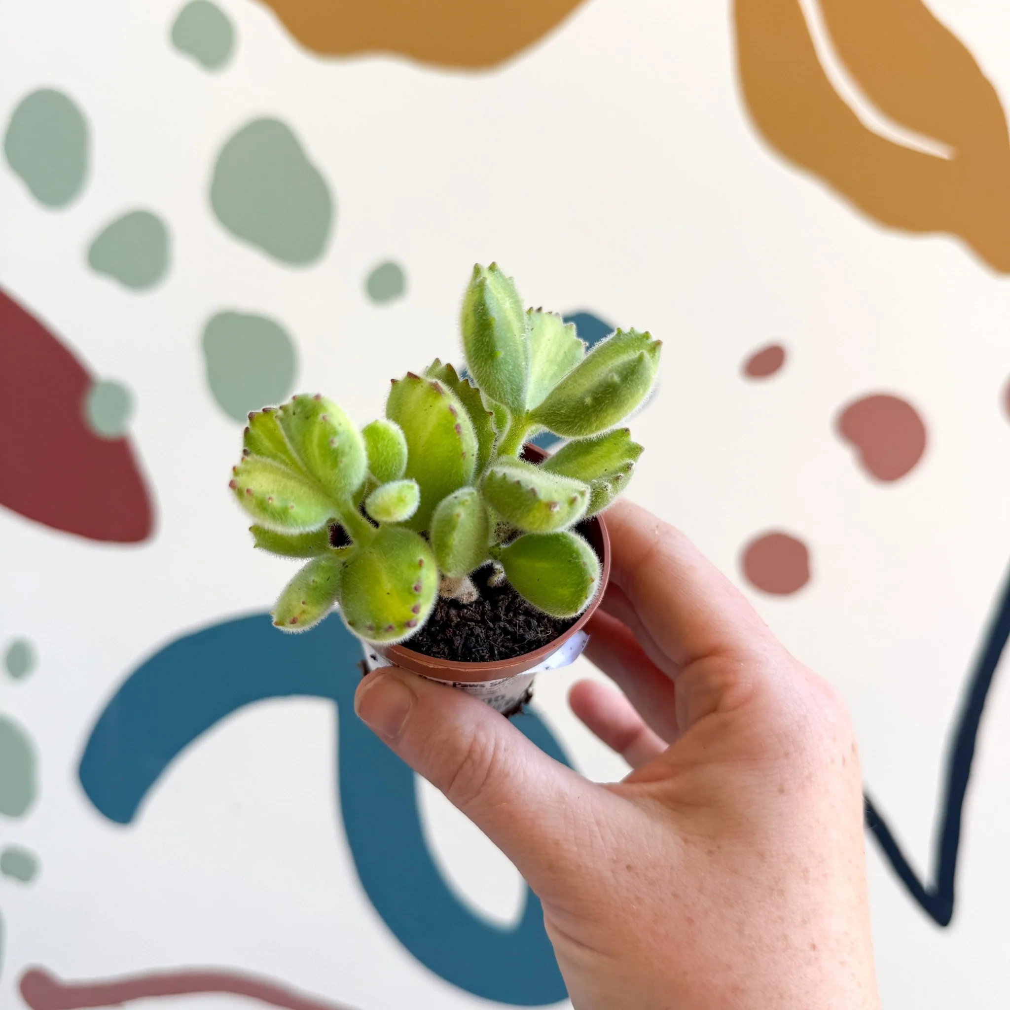 Cotyledon ladismithiensis 'Yellow Variegata' - Bear Paws Succulent - Image 13