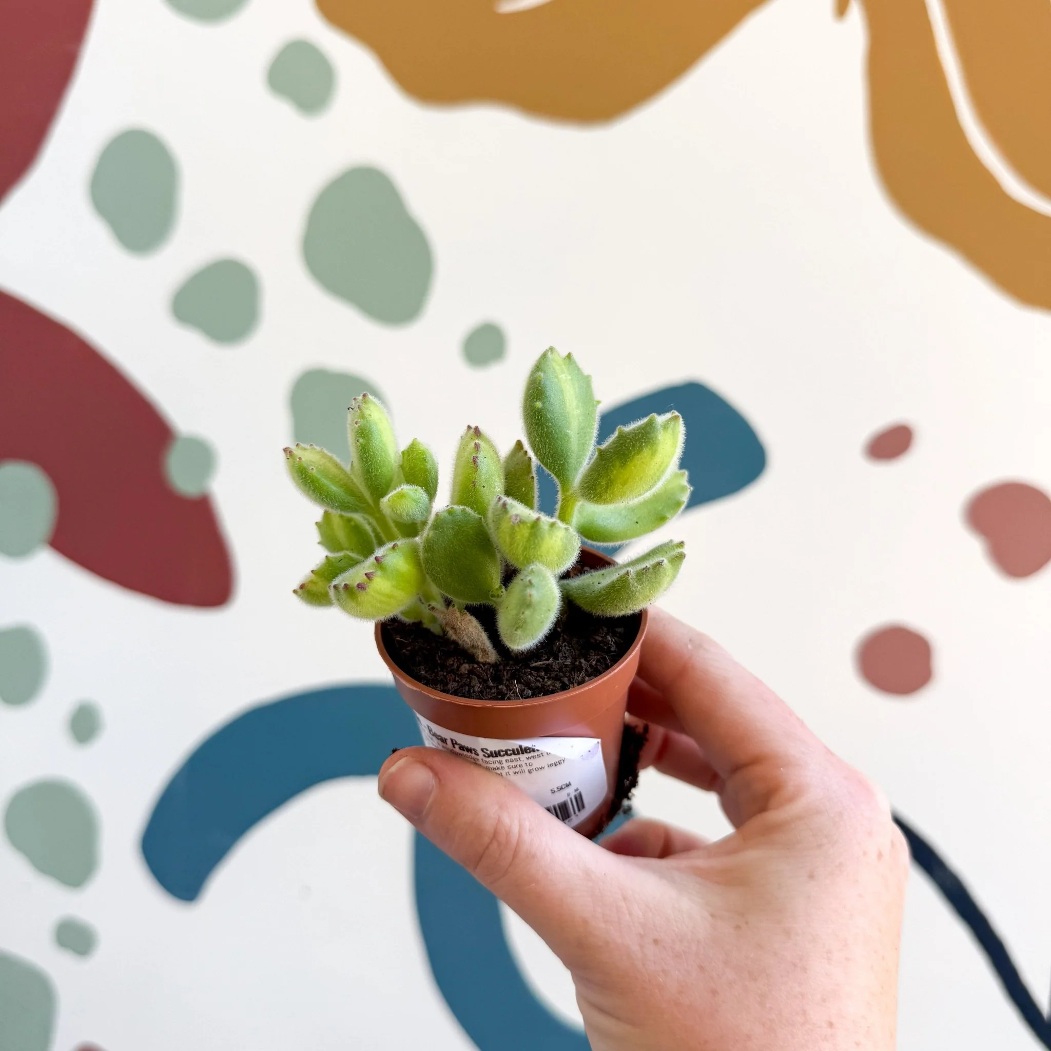 Cotyledon ladismithiensis 'Yellow Variegata' - Bear Paws Succulent - Image 2