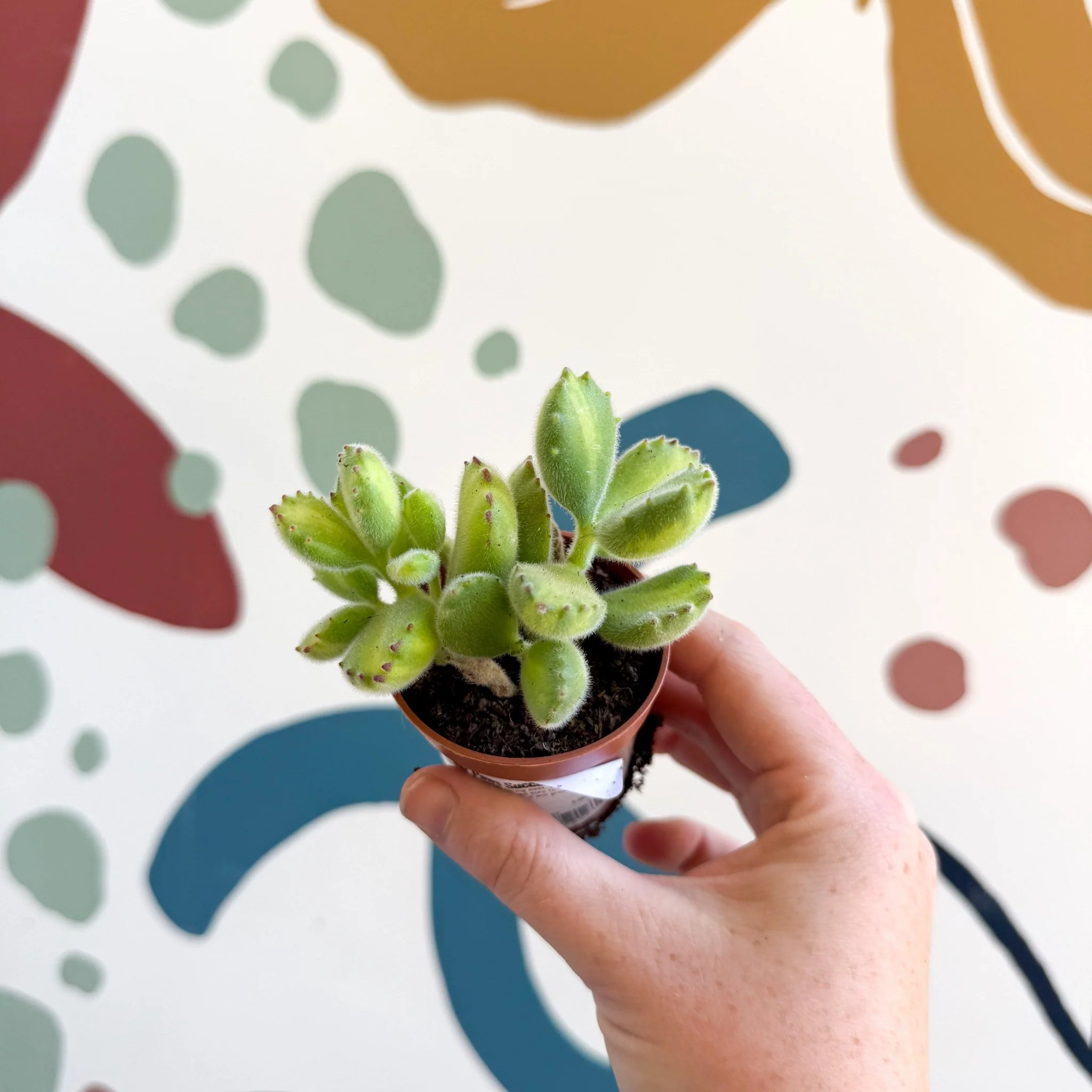 Cotyledon ladismithiensis 'Yellow Variegata' - Bear Paws Succulent - Image 3