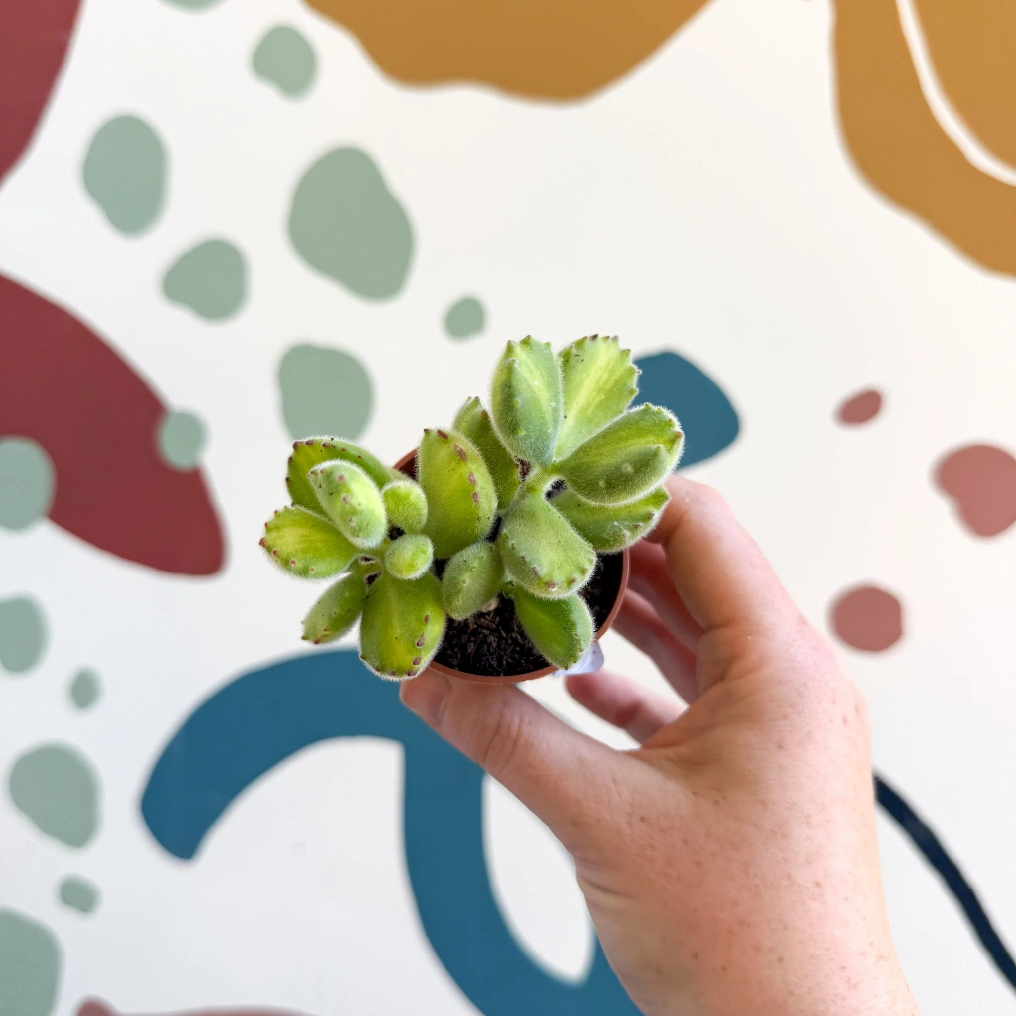 Cotyledon ladismithiensis 'Yellow Variegata' - Bear Paws Succulent - Image 4