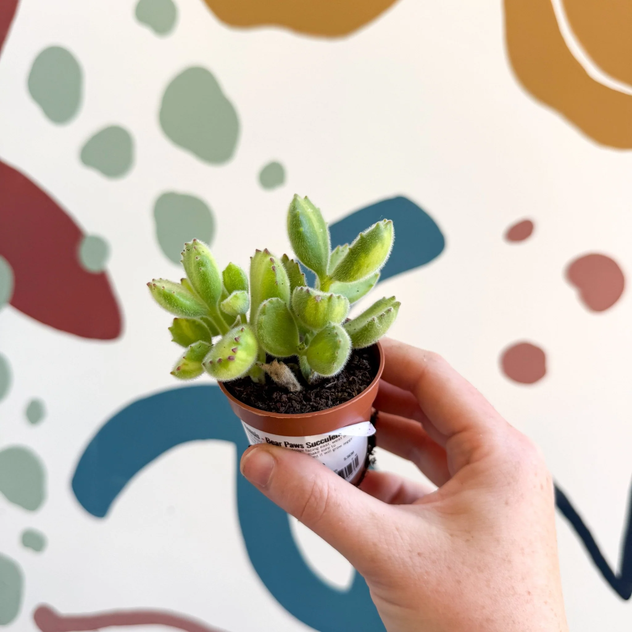 Cotyledon ladismithiensis 'Yellow Variegata' - Bear Paws Succulent - Image 5