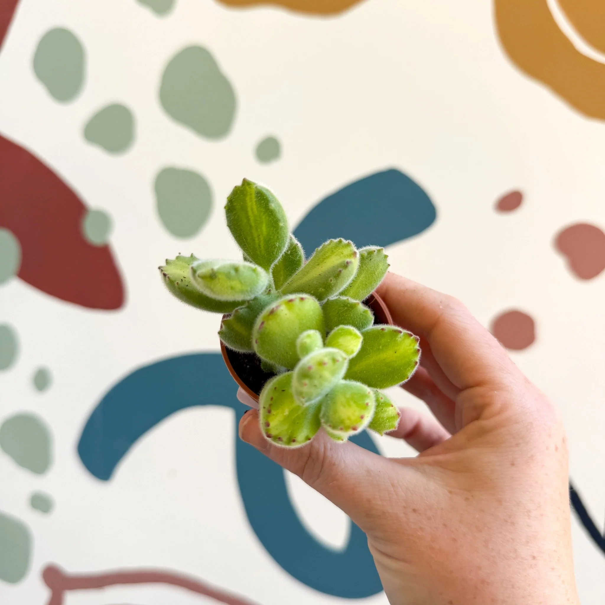 Cotyledon ladismithiensis 'Yellow Variegata' - Bear Paws Succulent - Image 6