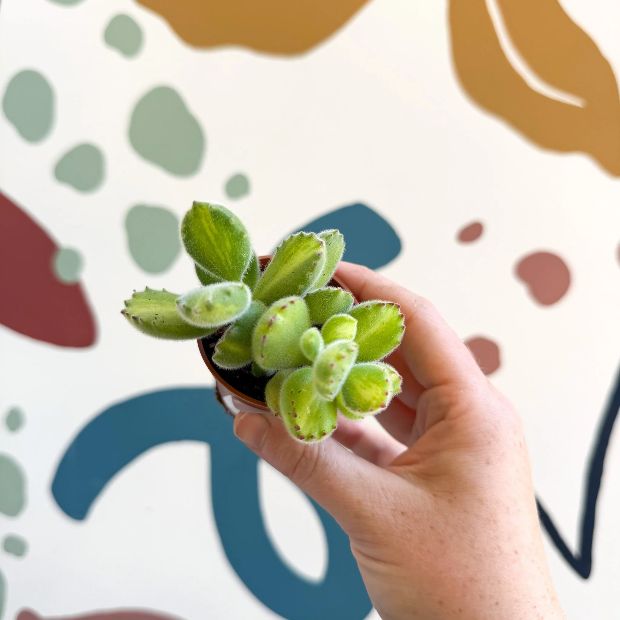 Cotyledon ladismithiensis 'Yellow Variegata' - Bear Paws Succulent - Image 7