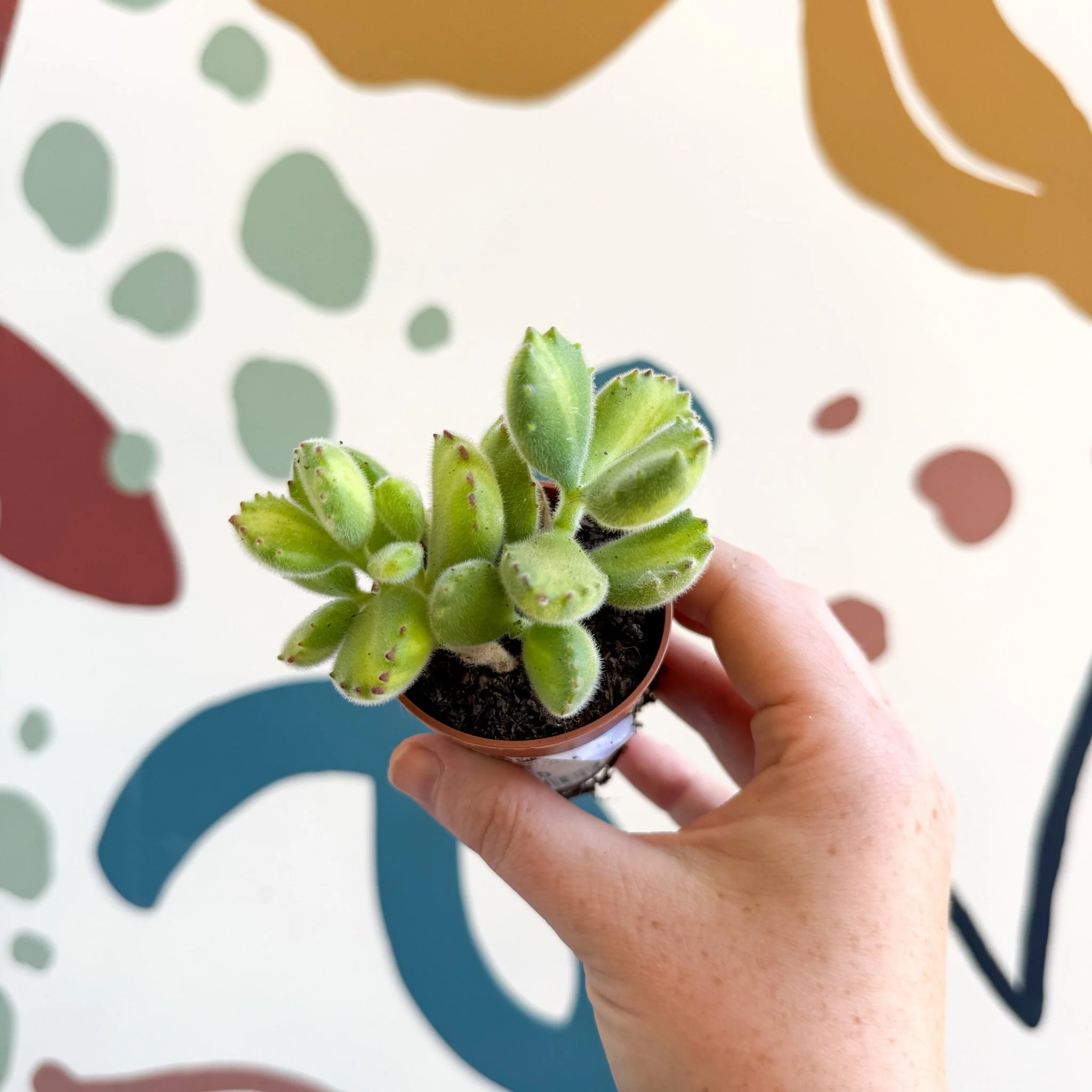 Cotyledon ladismithiensis 'Yellow Variegata' - Bear Paws Succulent - Image 8