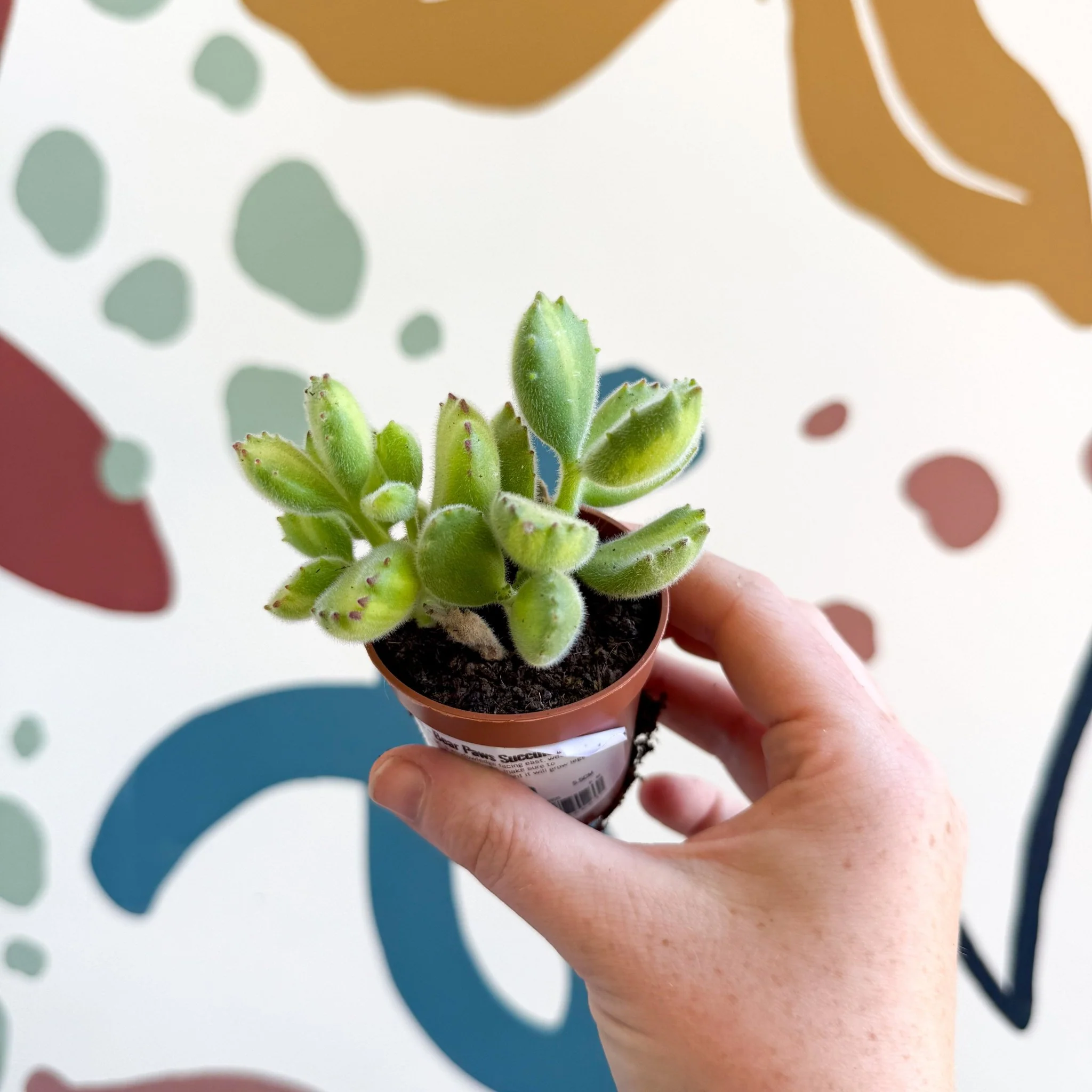 Cotyledon ladismithiensis 'Yellow Variegata' - Bear Paws Succulent - Image 9