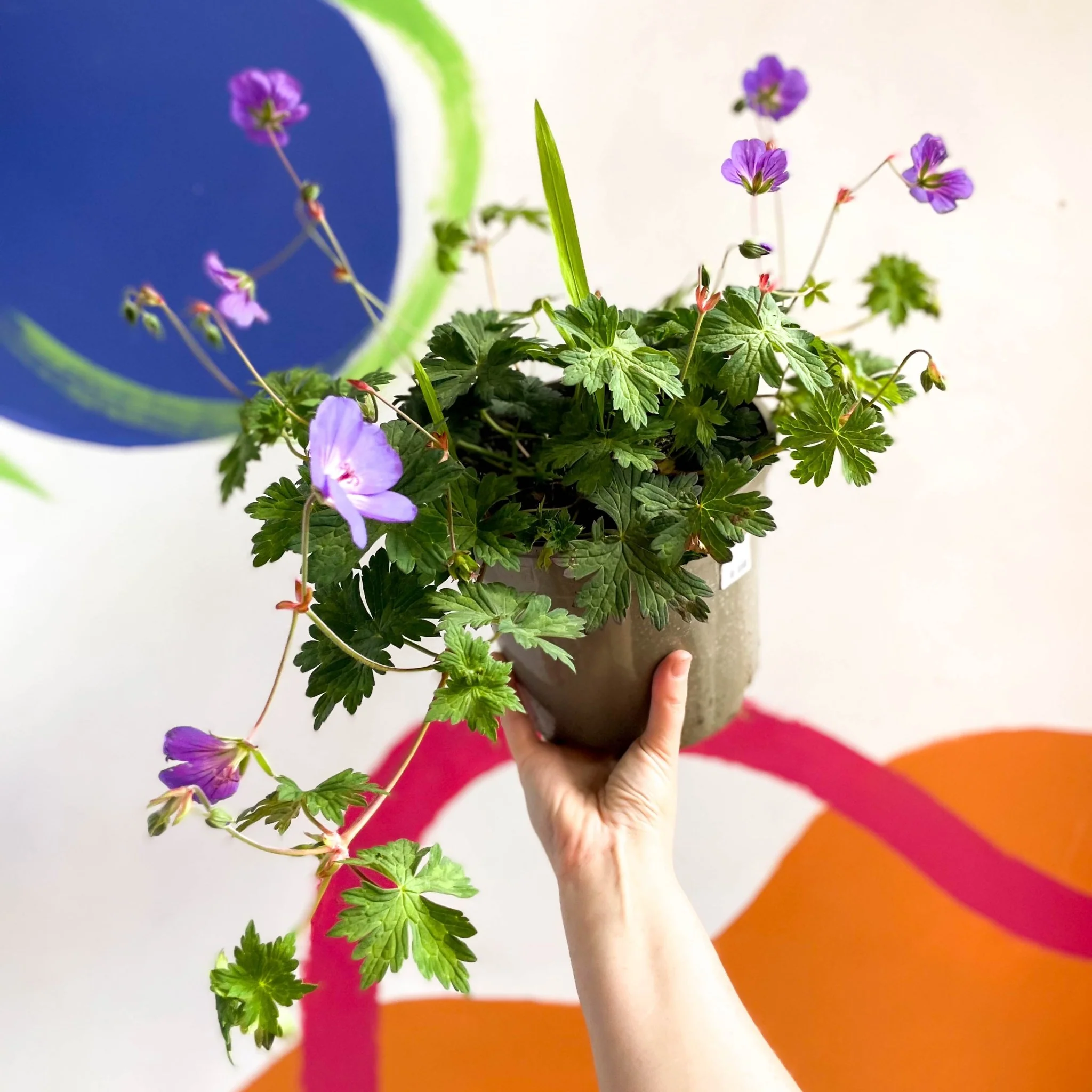Cranesbill - Geranium 'Rozanne' - Cotswold Grown Perennial