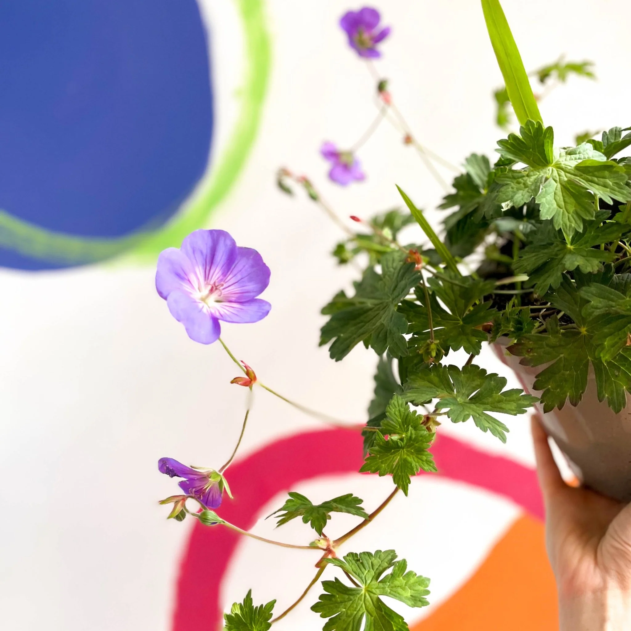 Cranesbill - Geranium 'Rozanne' - Cotswold Grown Perennial - Image 2