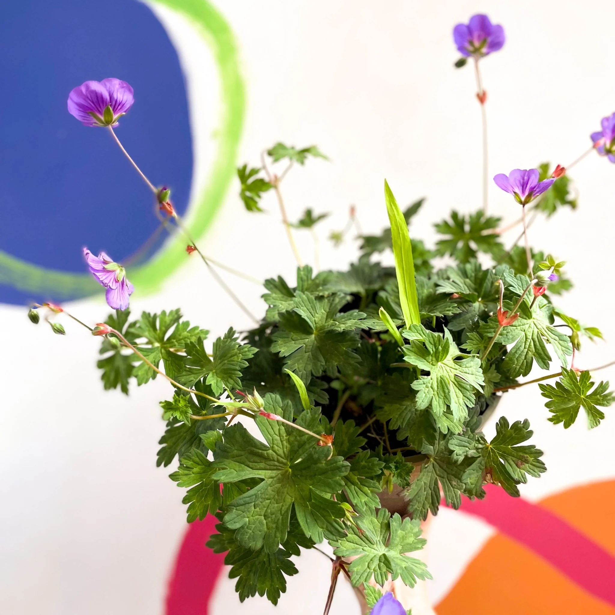 Cranesbill - Geranium 'Rozanne' - Cotswold Grown Perennial - Image 3