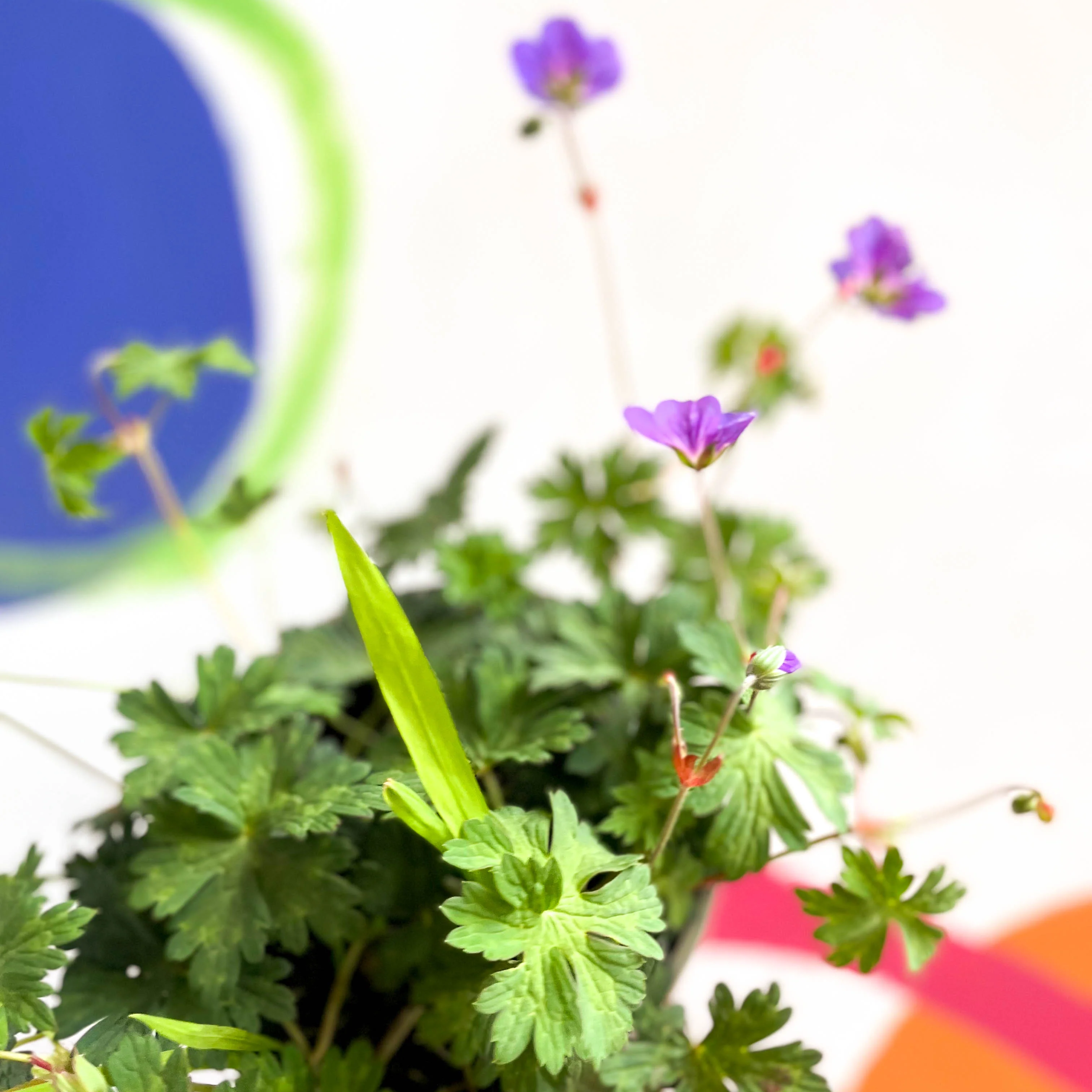 Cranesbill - Geranium 'Rozanne' - Cotswold Grown Perennial - Image 4