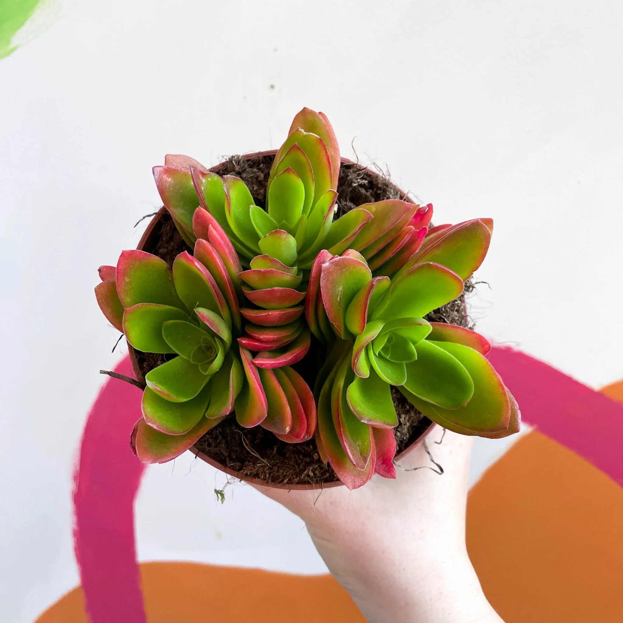 Crassula capitella 'Campfire'