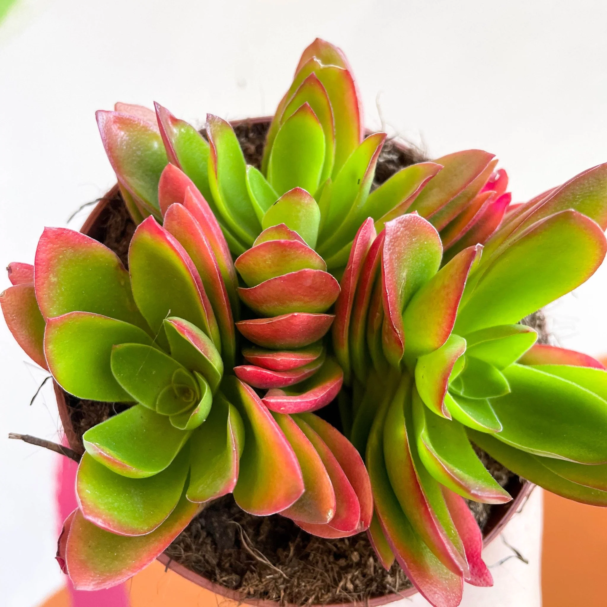 Crassula capitella 'Campfire' - Image 2