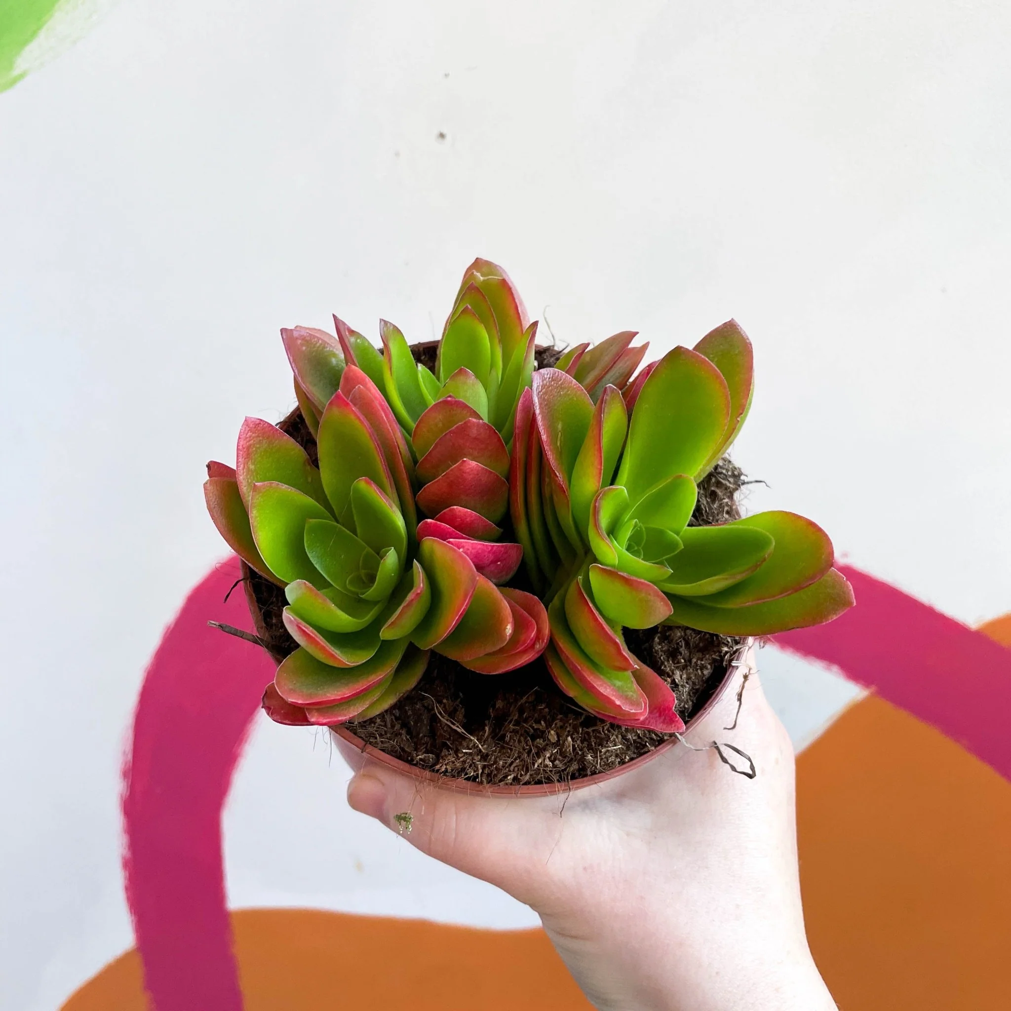 Crassula capitella 'Campfire' - Image 3