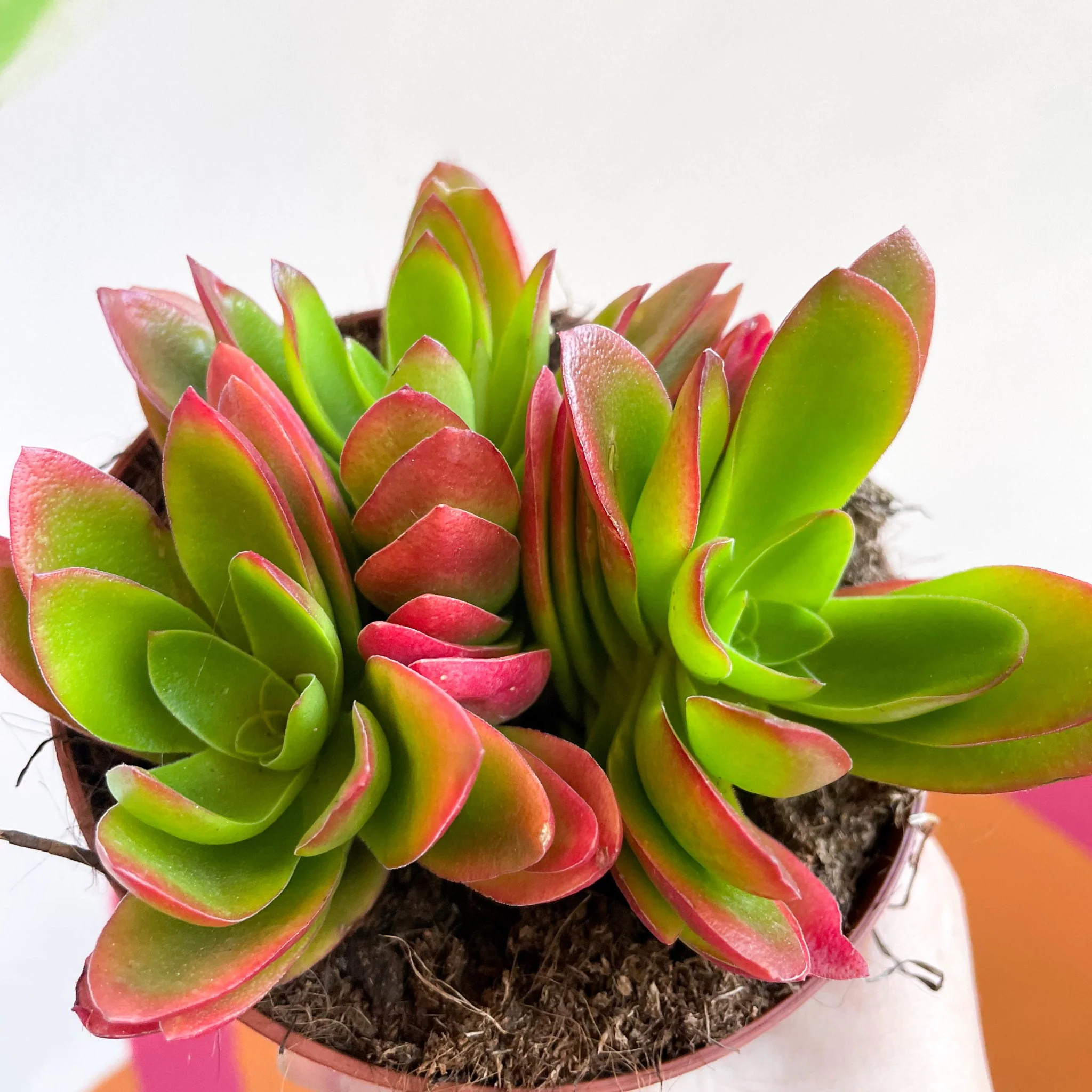 Crassula capitella 'Campfire' - Image 4
