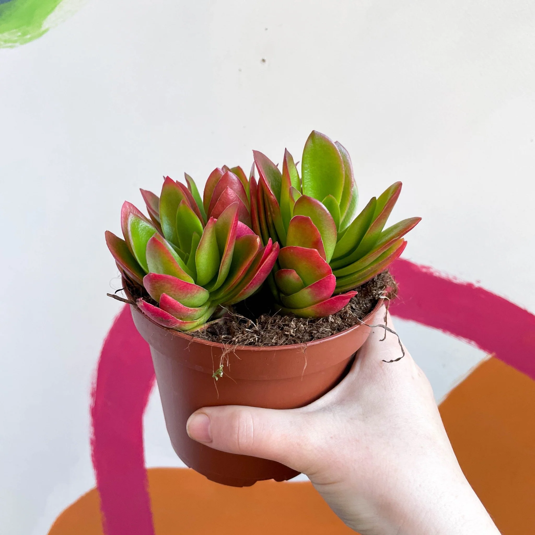 Crassula capitella 'Campfire' - Image 5