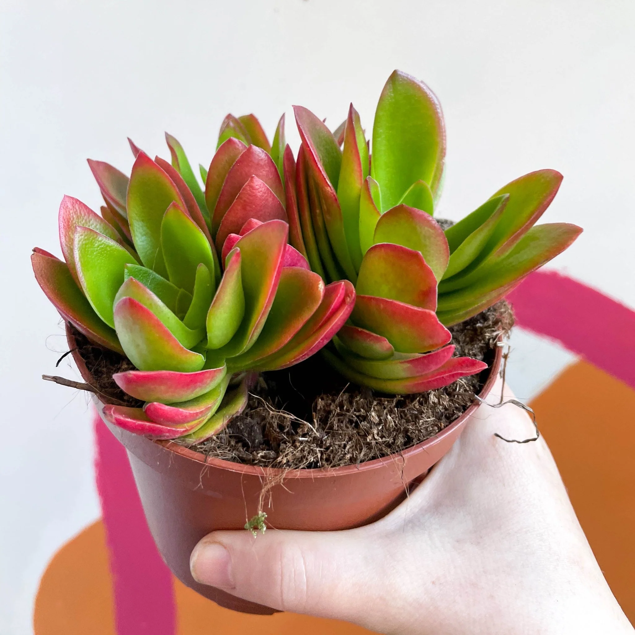 Crassula capitella 'Campfire' - Image 6