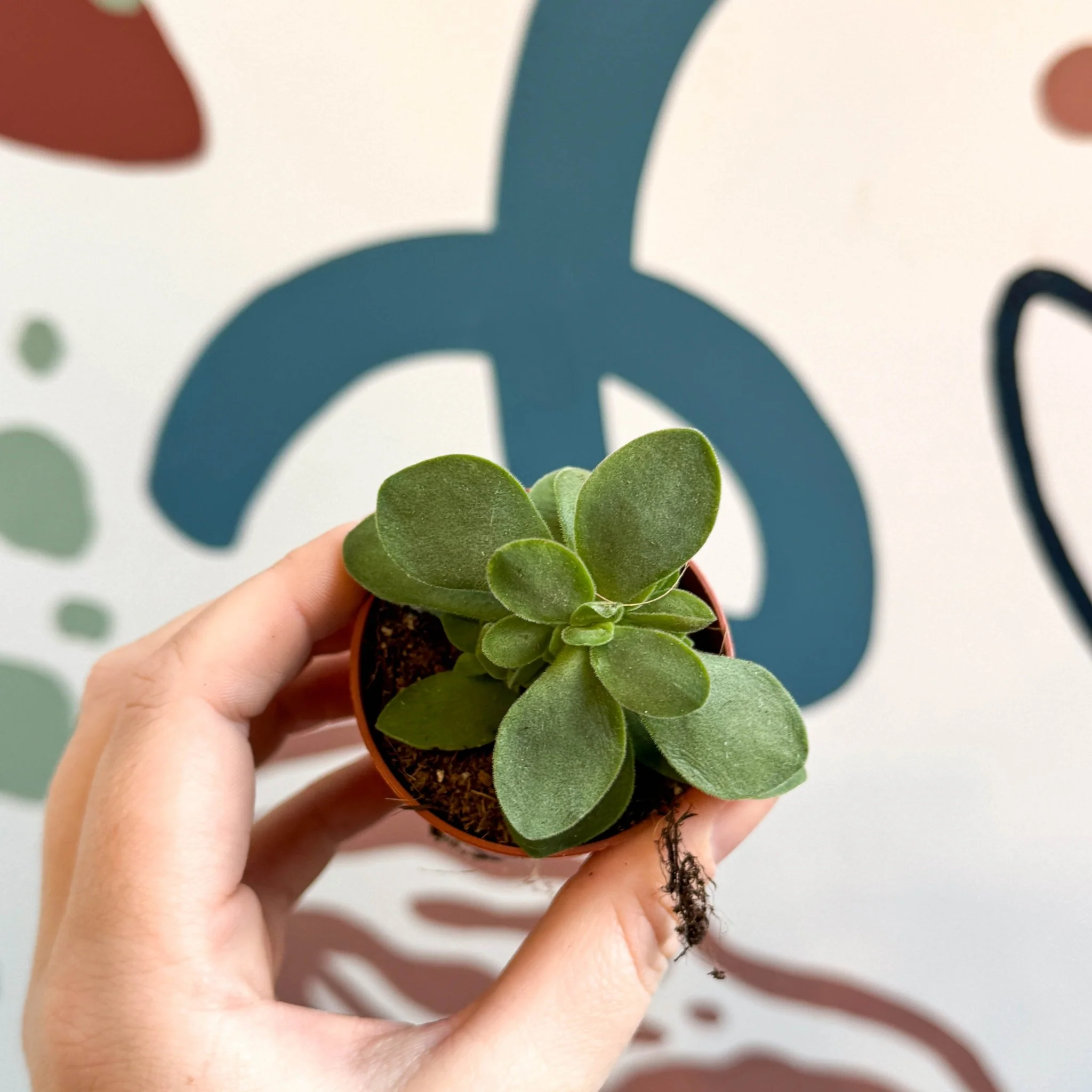 Crassula cotyledonis - Silver Ripple Jade