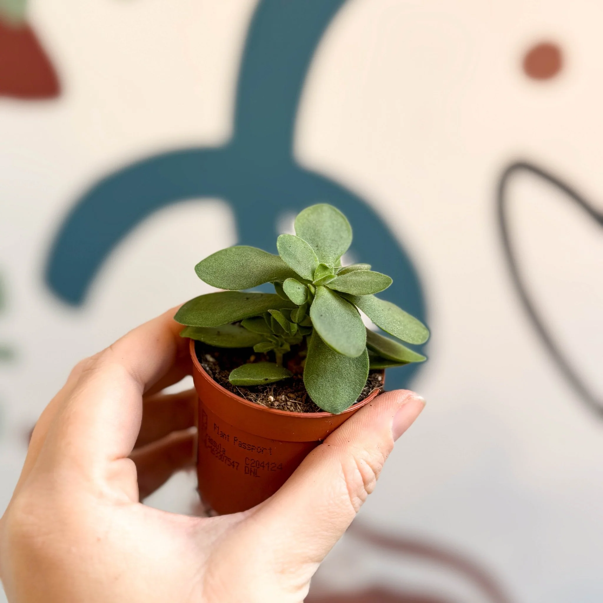 Crassula cotyledonis - Silver Ripple Jade - Image 3