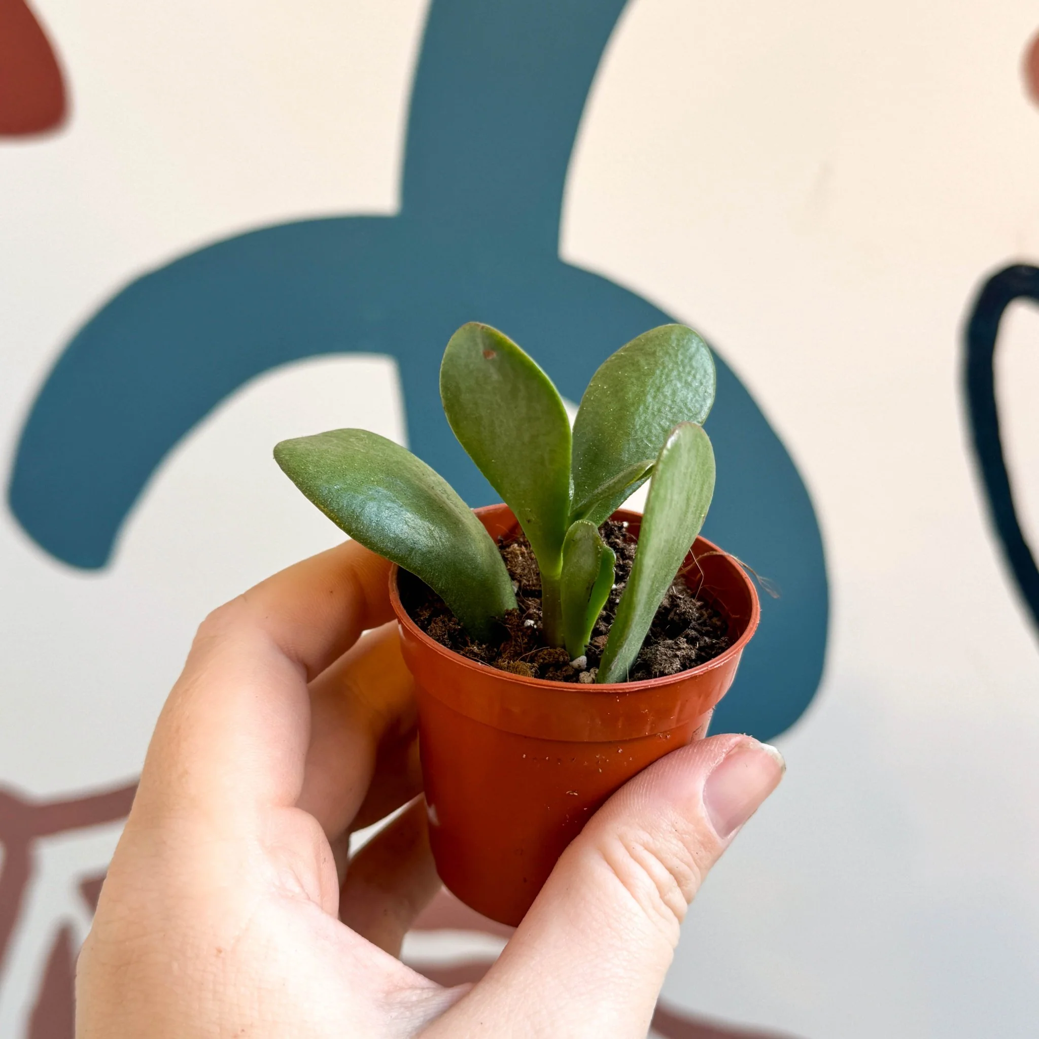 Crassula cotyledonis - Silver Ripple Jade - Image 4