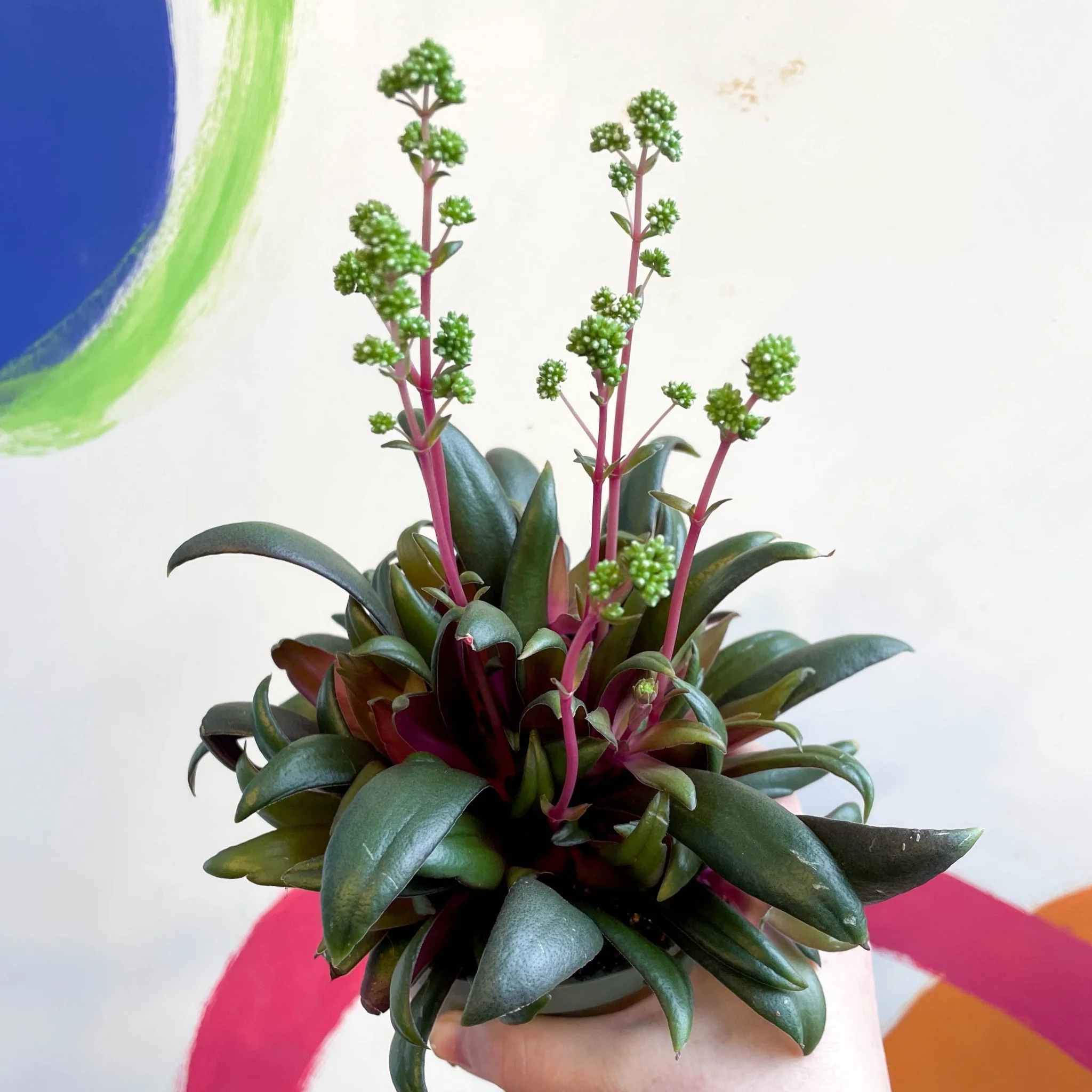 Crassula orbicularis var. rosularis - Image 2