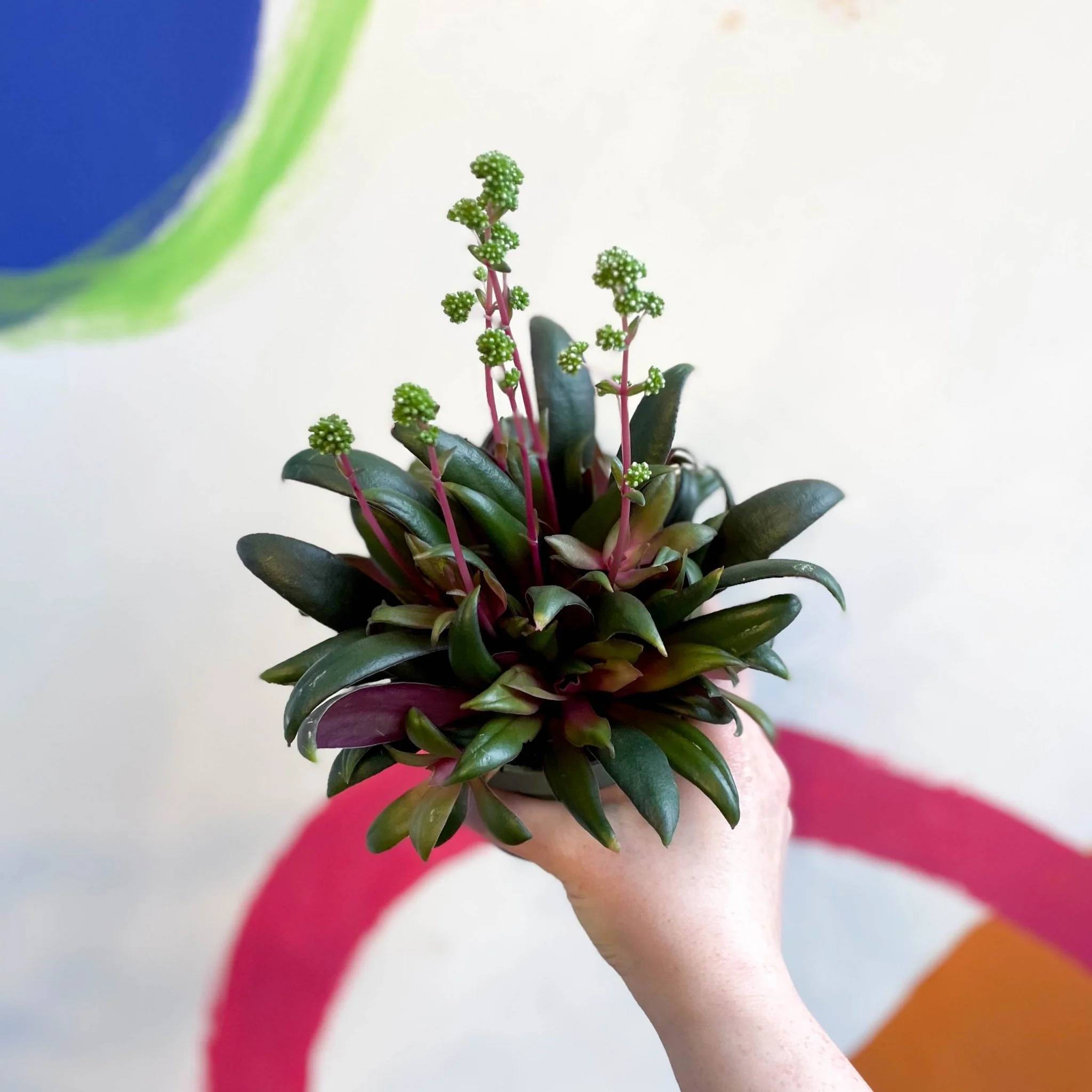 Crassula orbicularis var. rosularis - Image 3