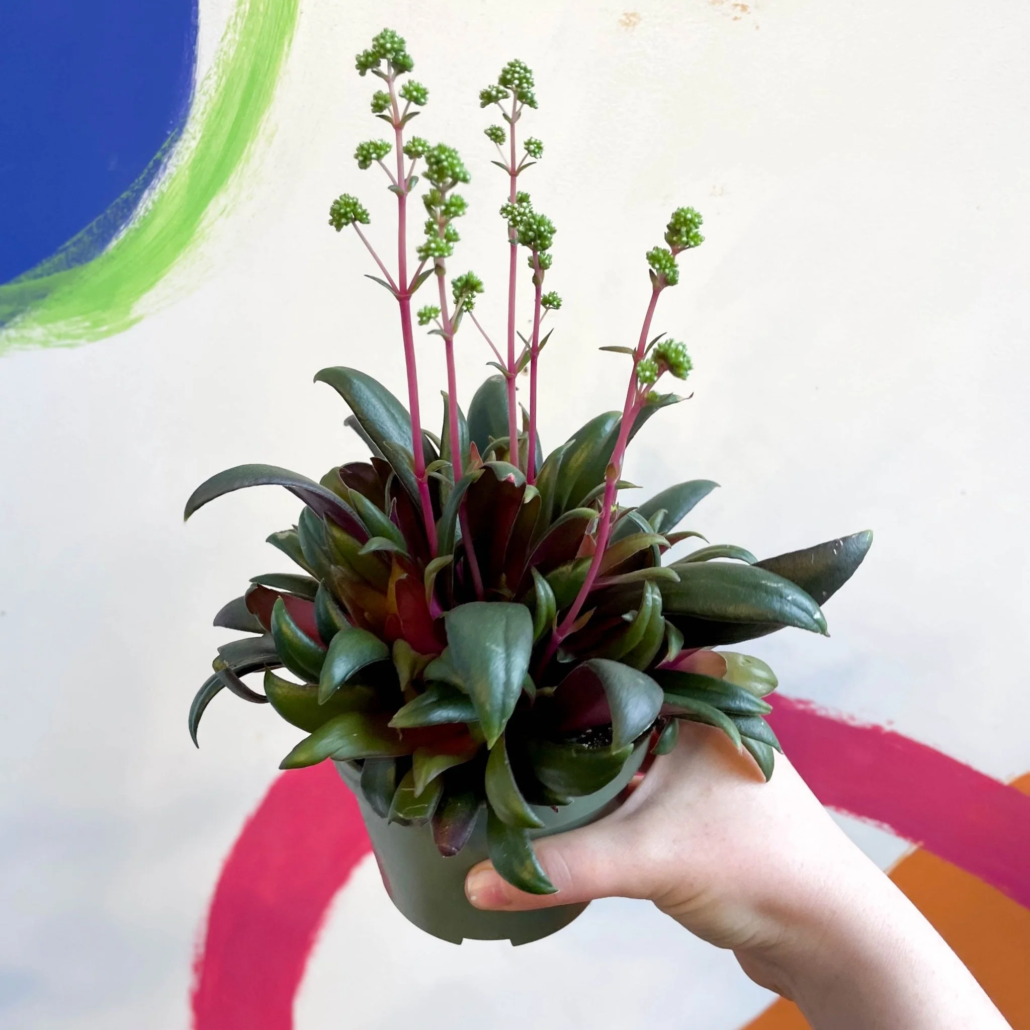 Crassula orbicularis var. rosularis - Image 4
