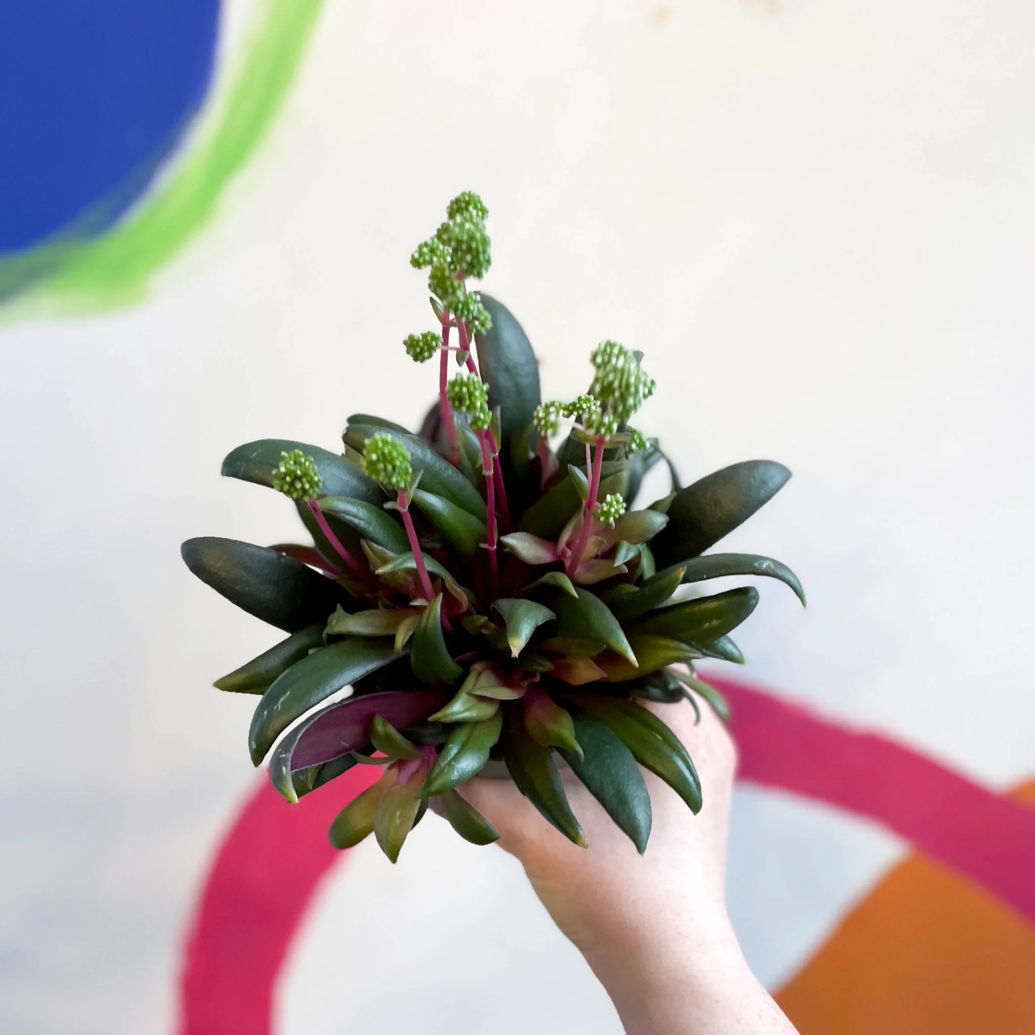 Crassula orbicularis var. rosularis - Image 5