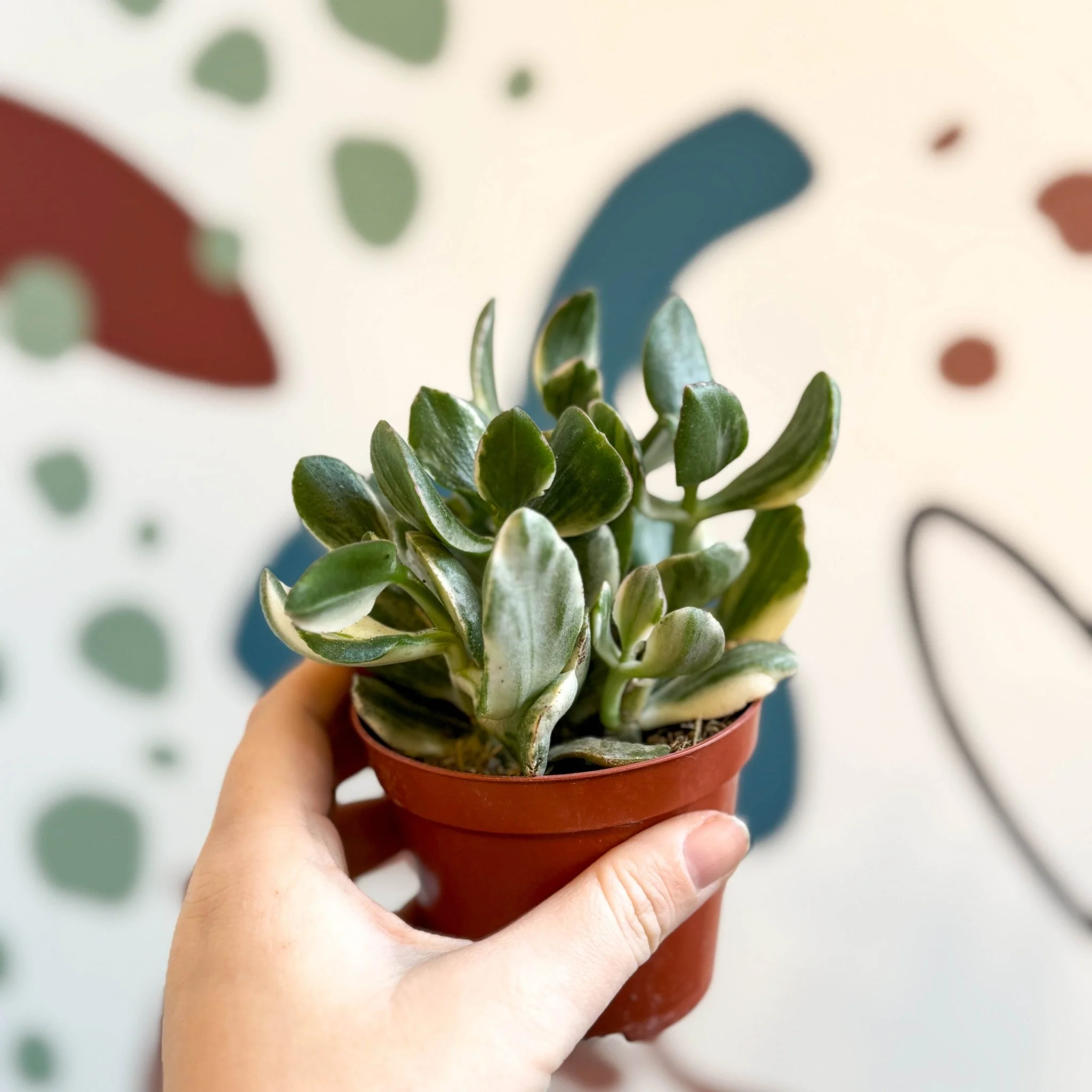 Crassula ovata 'Variegata' - Variegated Jade Plant - Image 2