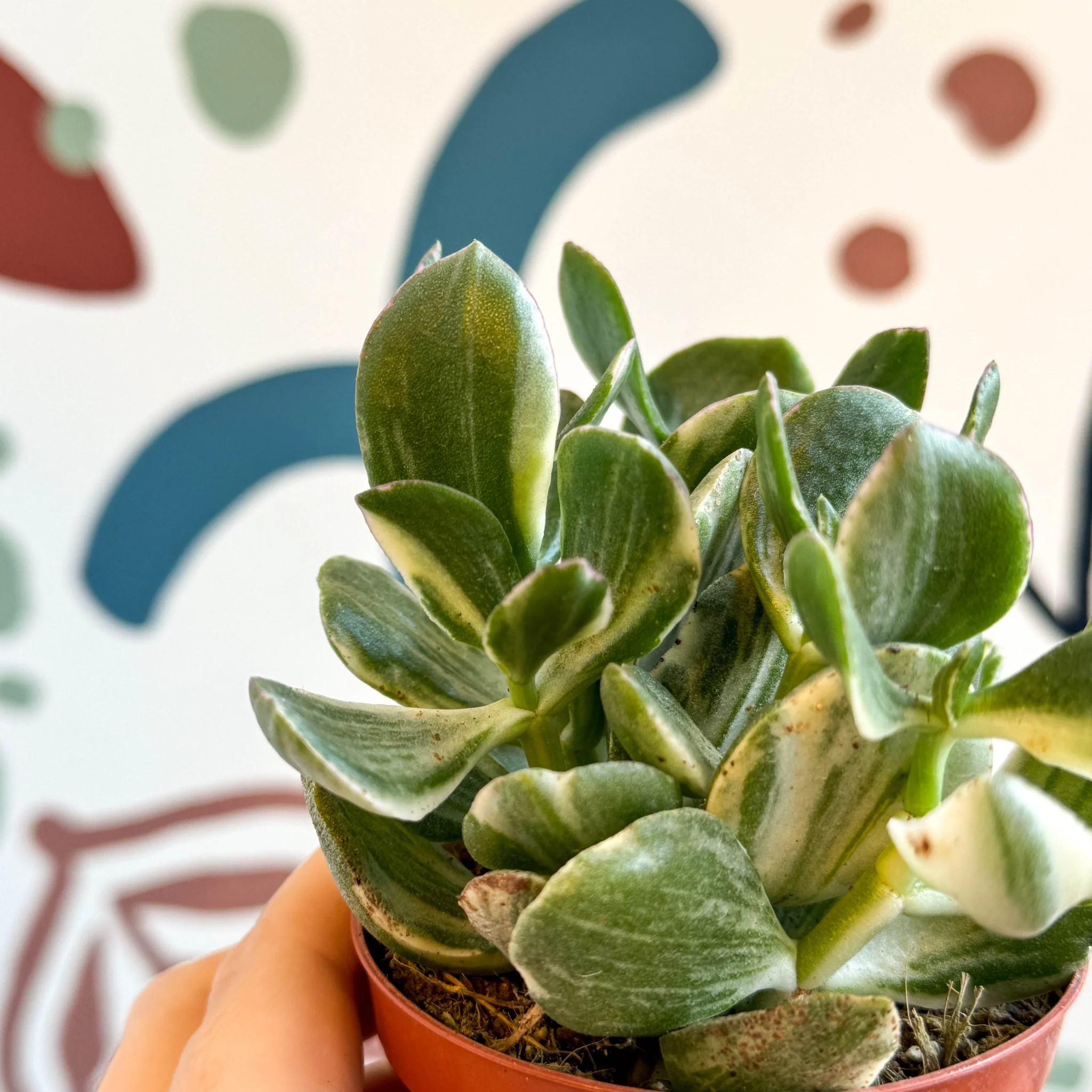 Crassula ovata 'Variegata' - Variegated Jade Plant - Image 4