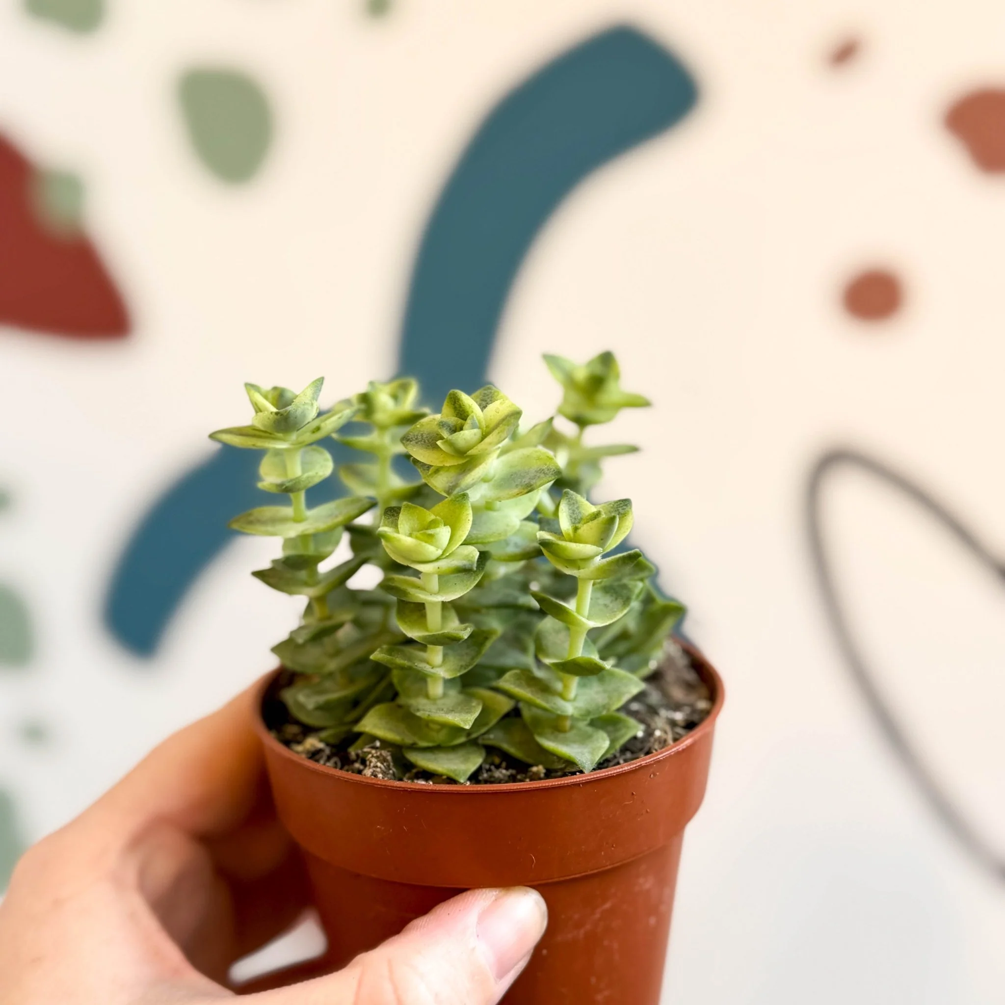 Crassula perforata 'Variegata' - Variegated Necklace Vine