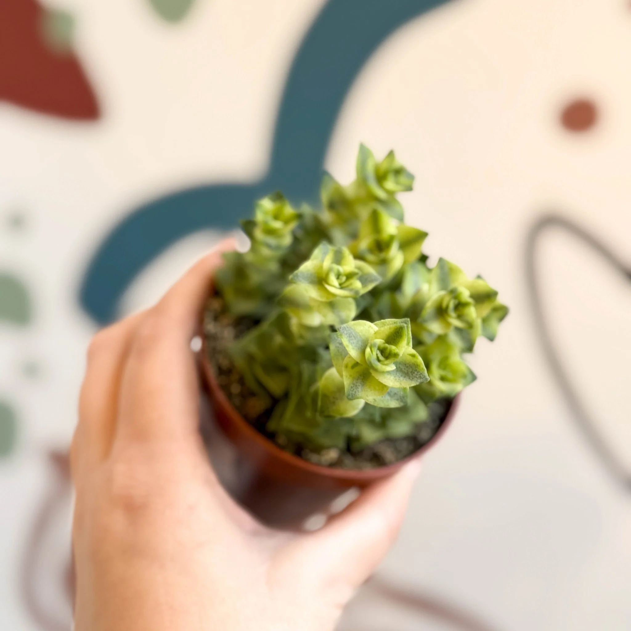 Crassula perforata 'Variegata' - Variegated Necklace Vine - Image 2