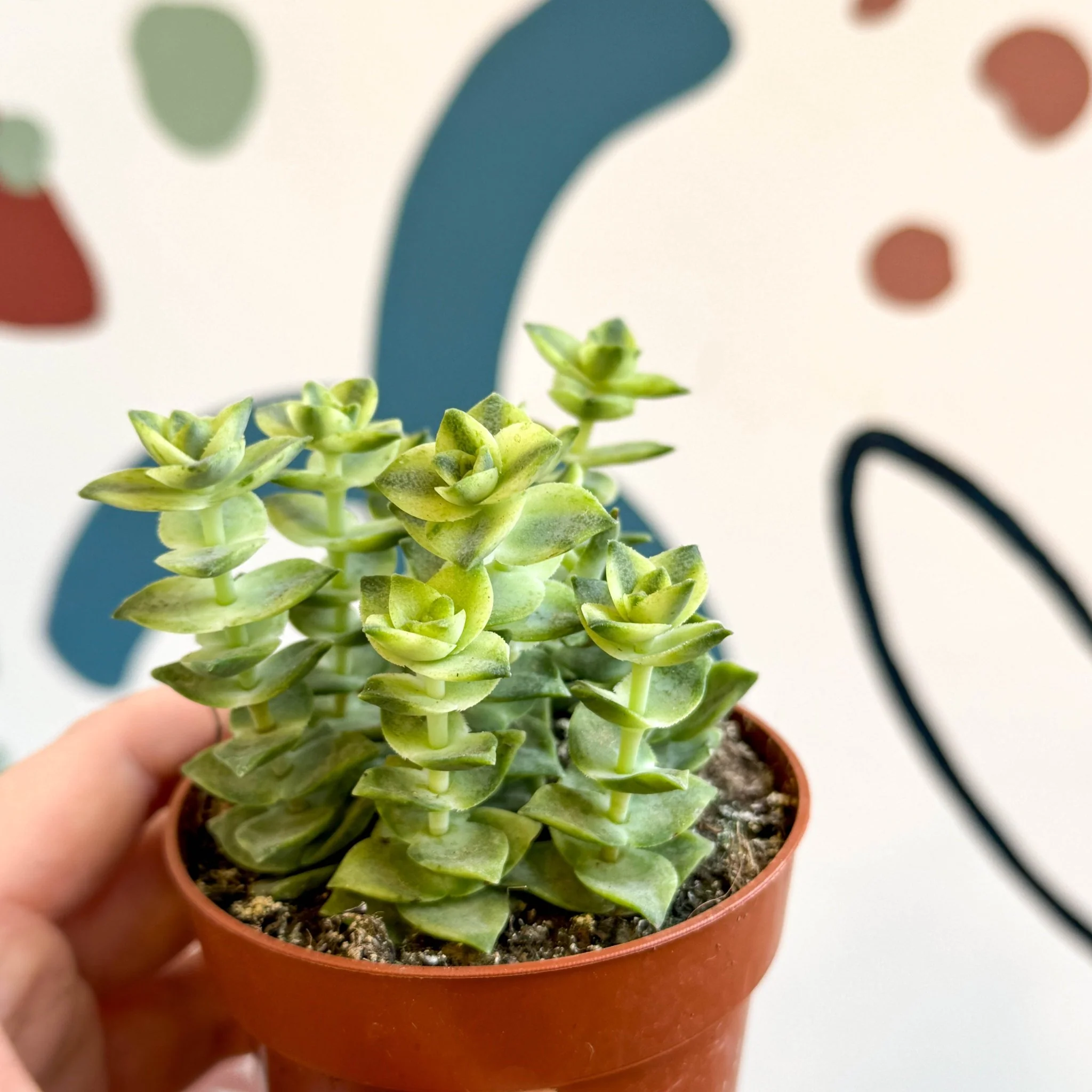 Crassula perforata 'Variegata' - Variegated Necklace Vine - Image 3