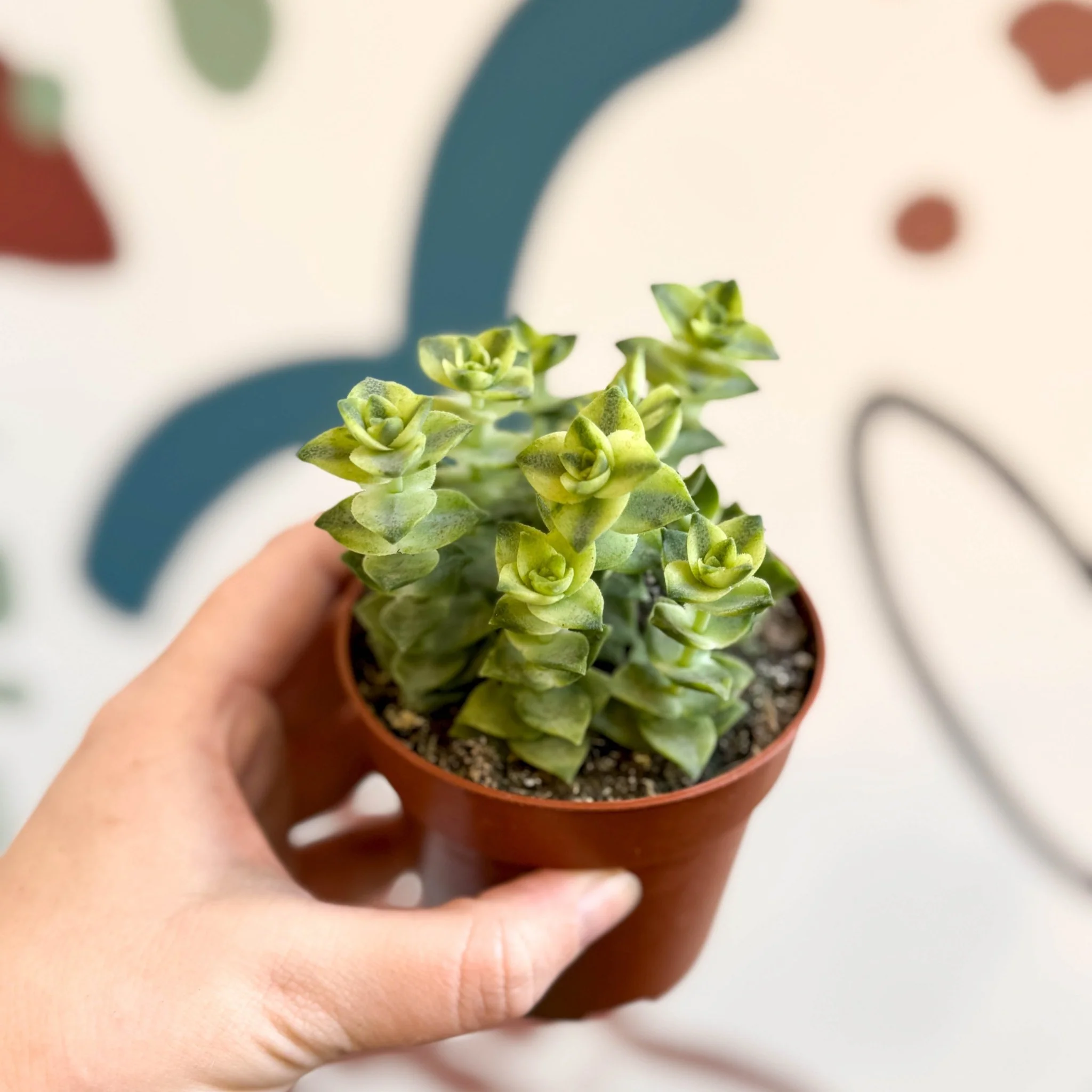 Crassula perforata 'Variegata' - Variegated Necklace Vine - Image 4
