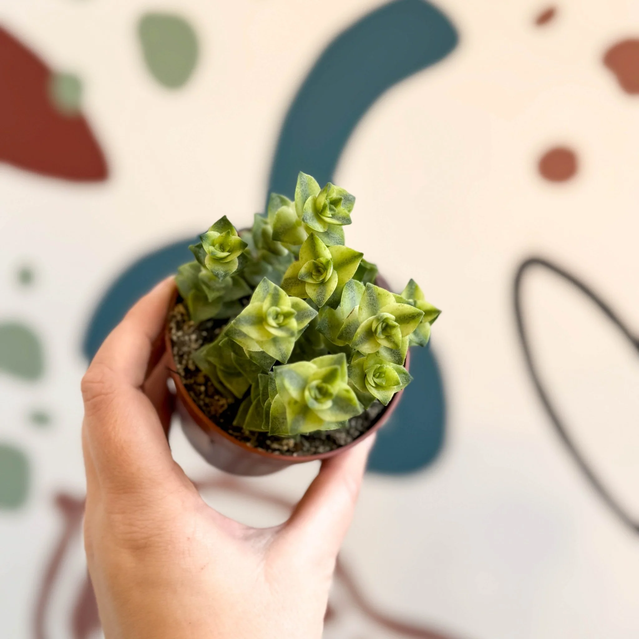 Crassula perforata 'Variegata' - Variegated Necklace Vine - Image 5