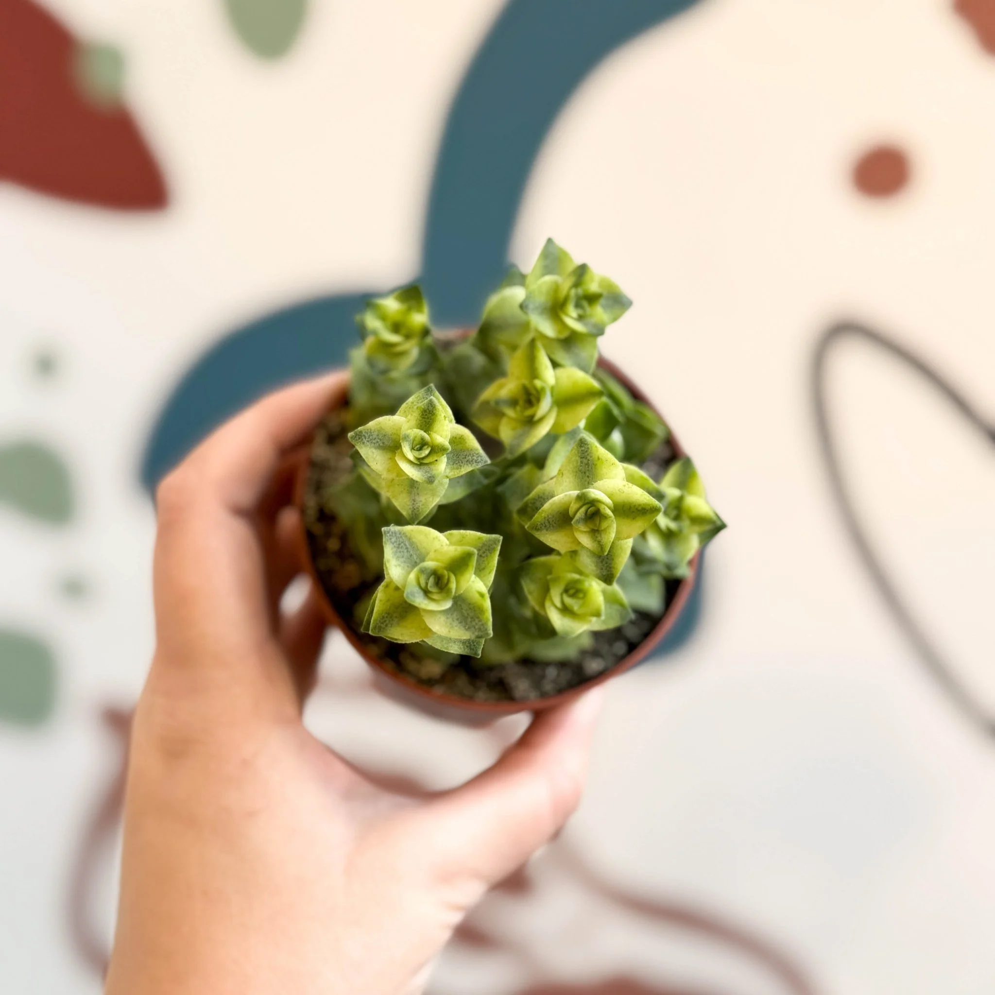 Crassula perforata 'Variegata' - Variegated Necklace Vine - Image 6