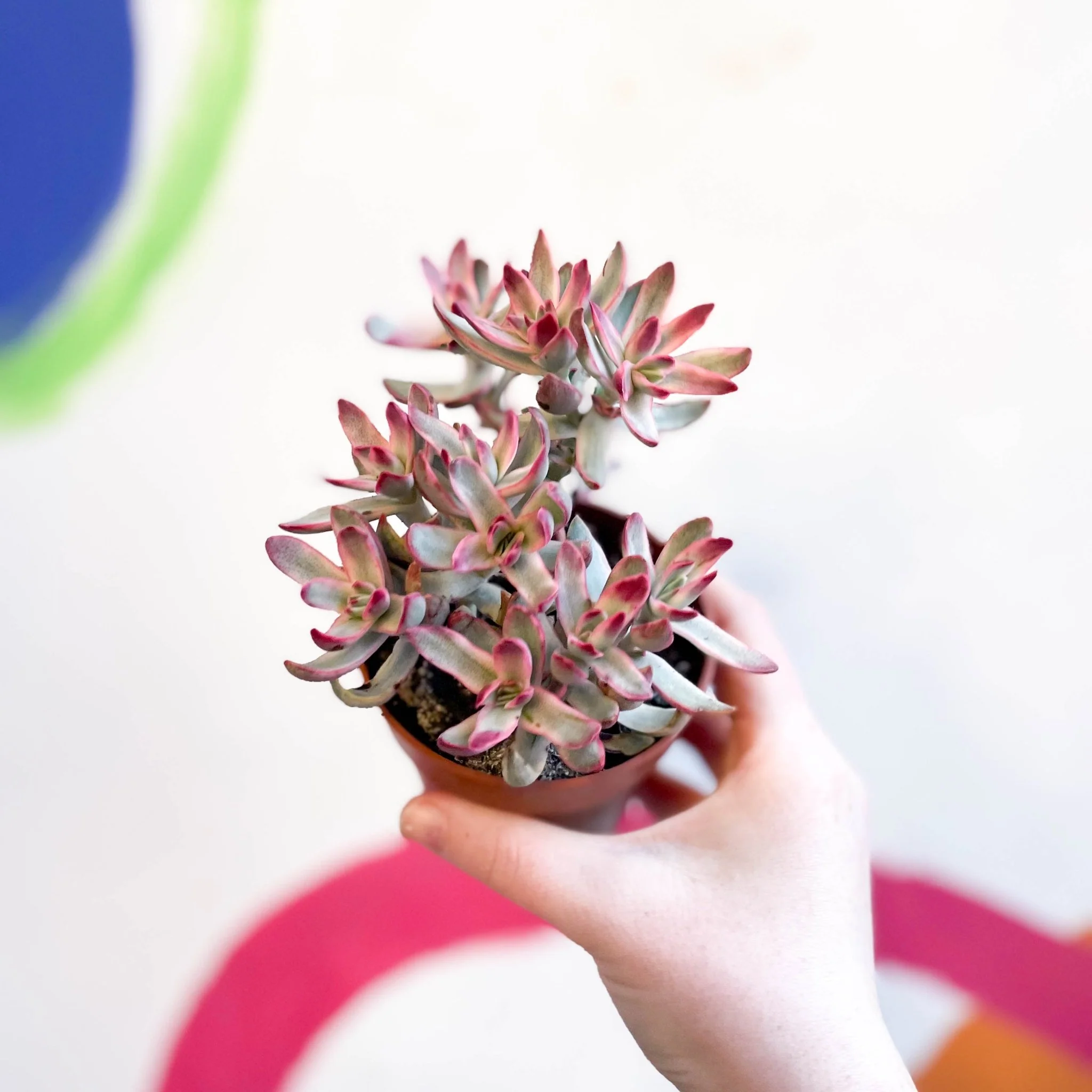 Crassula rubricaulis 'Candy Cane'