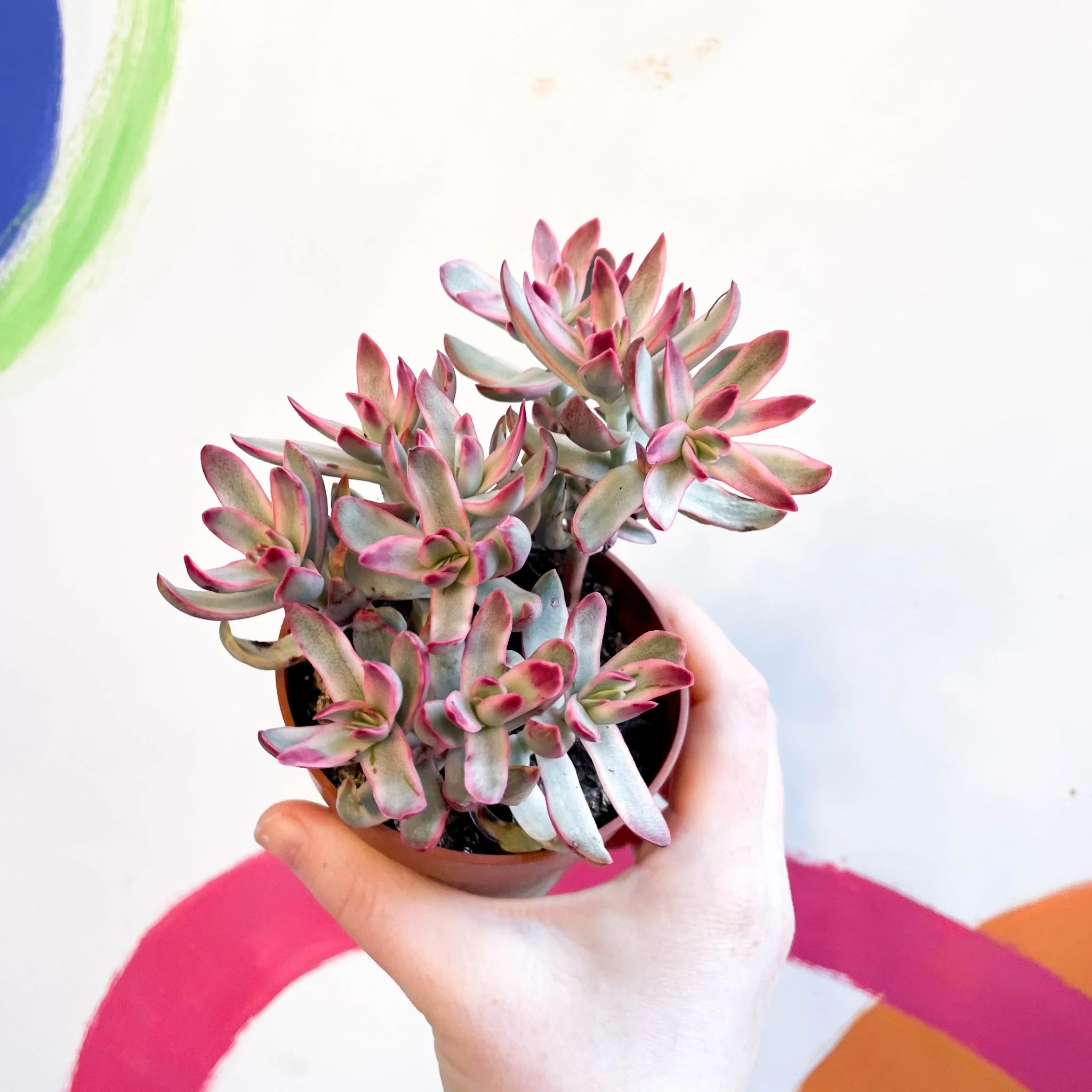 Crassula rubricaulis 'Candy Cane' - Image 2