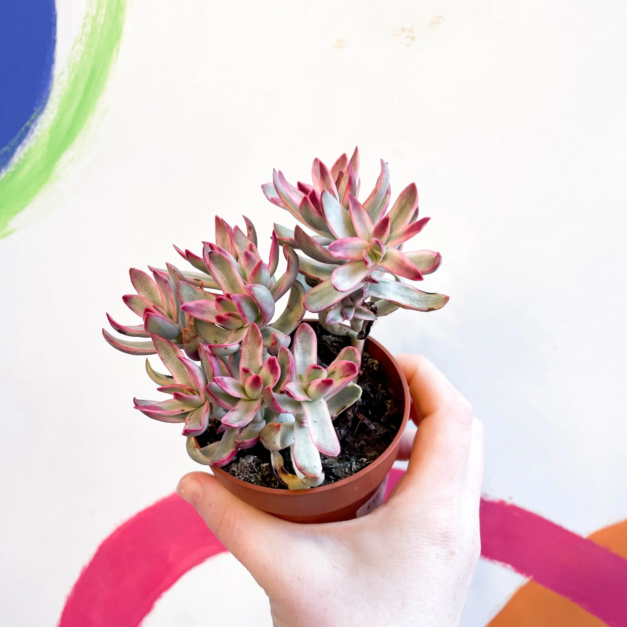 Crassula rubricaulis 'Candy Cane' - Image 3