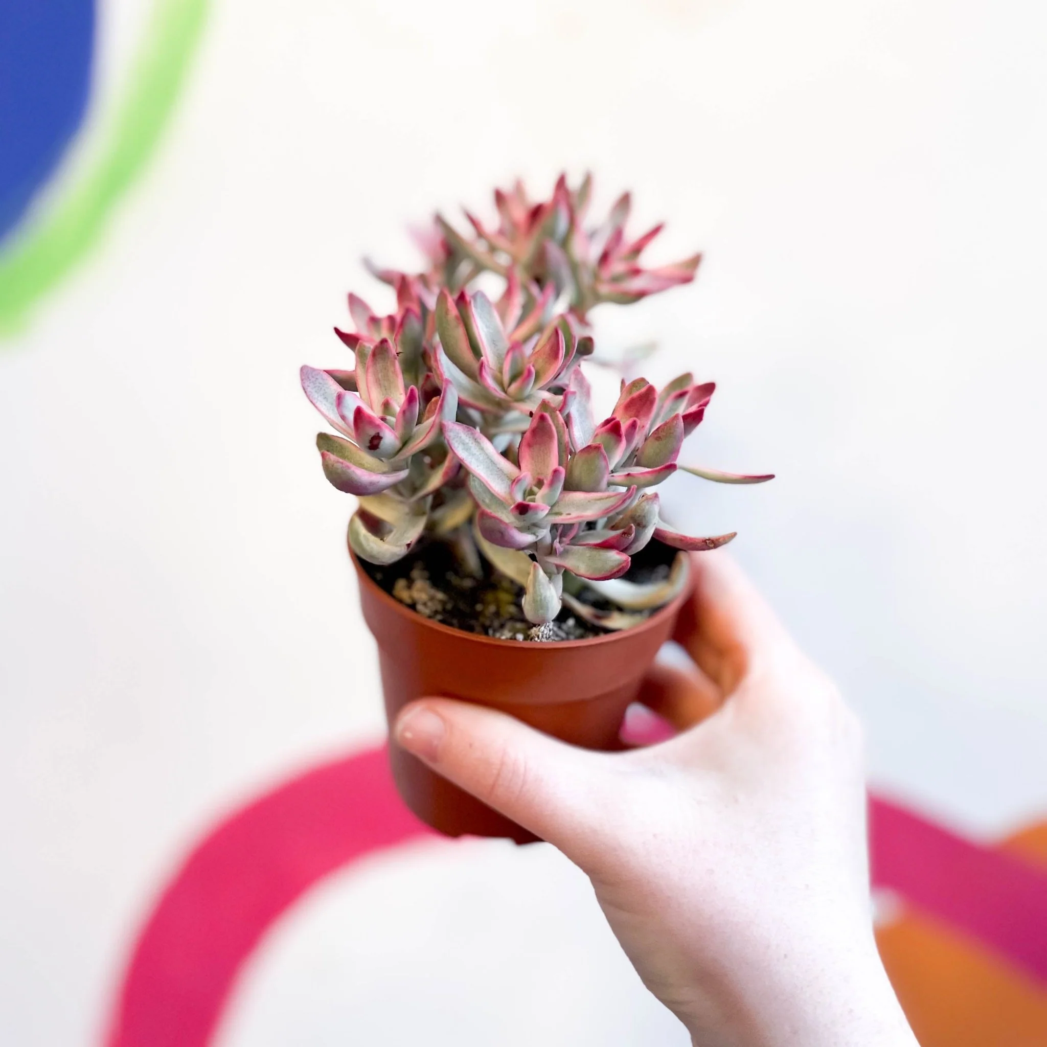 Crassula rubricaulis 'Candy Cane' - Image 4