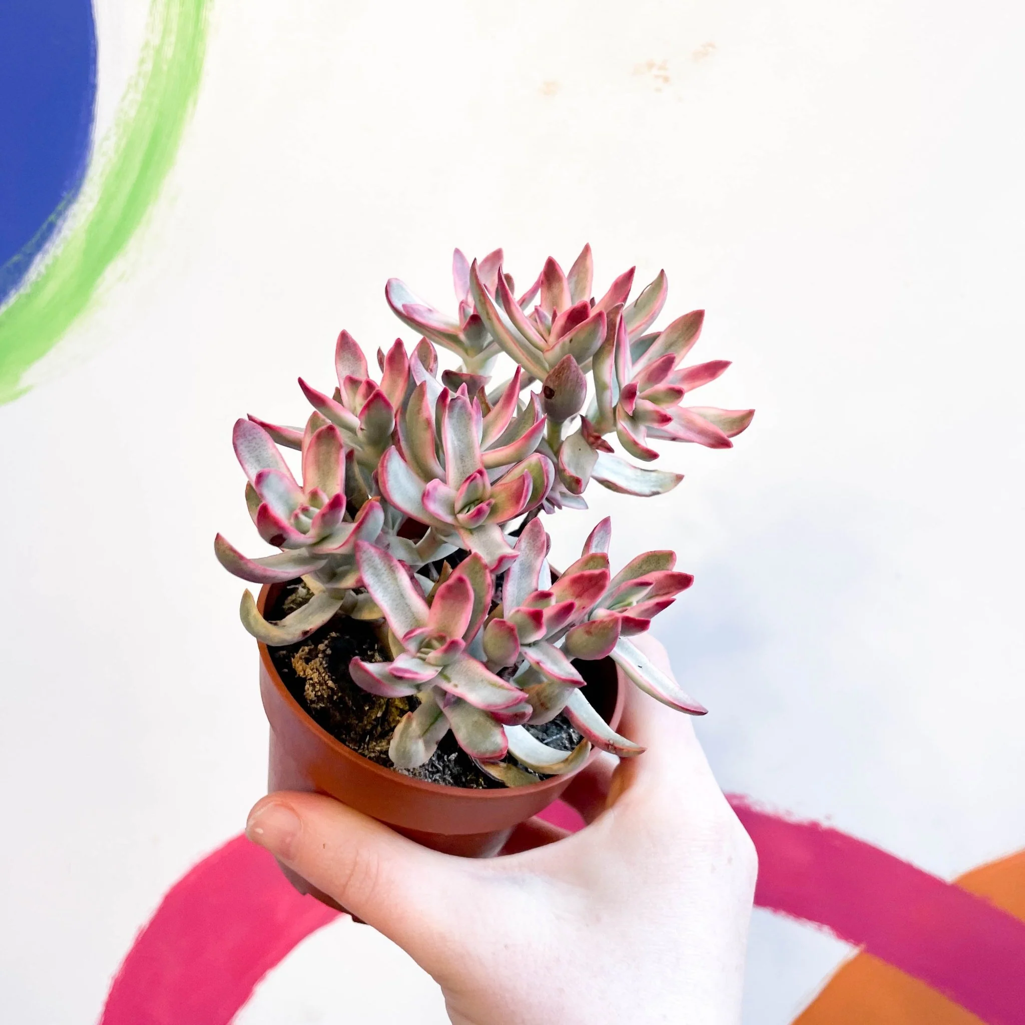 Crassula rubricaulis 'Candy Cane' - Image 5