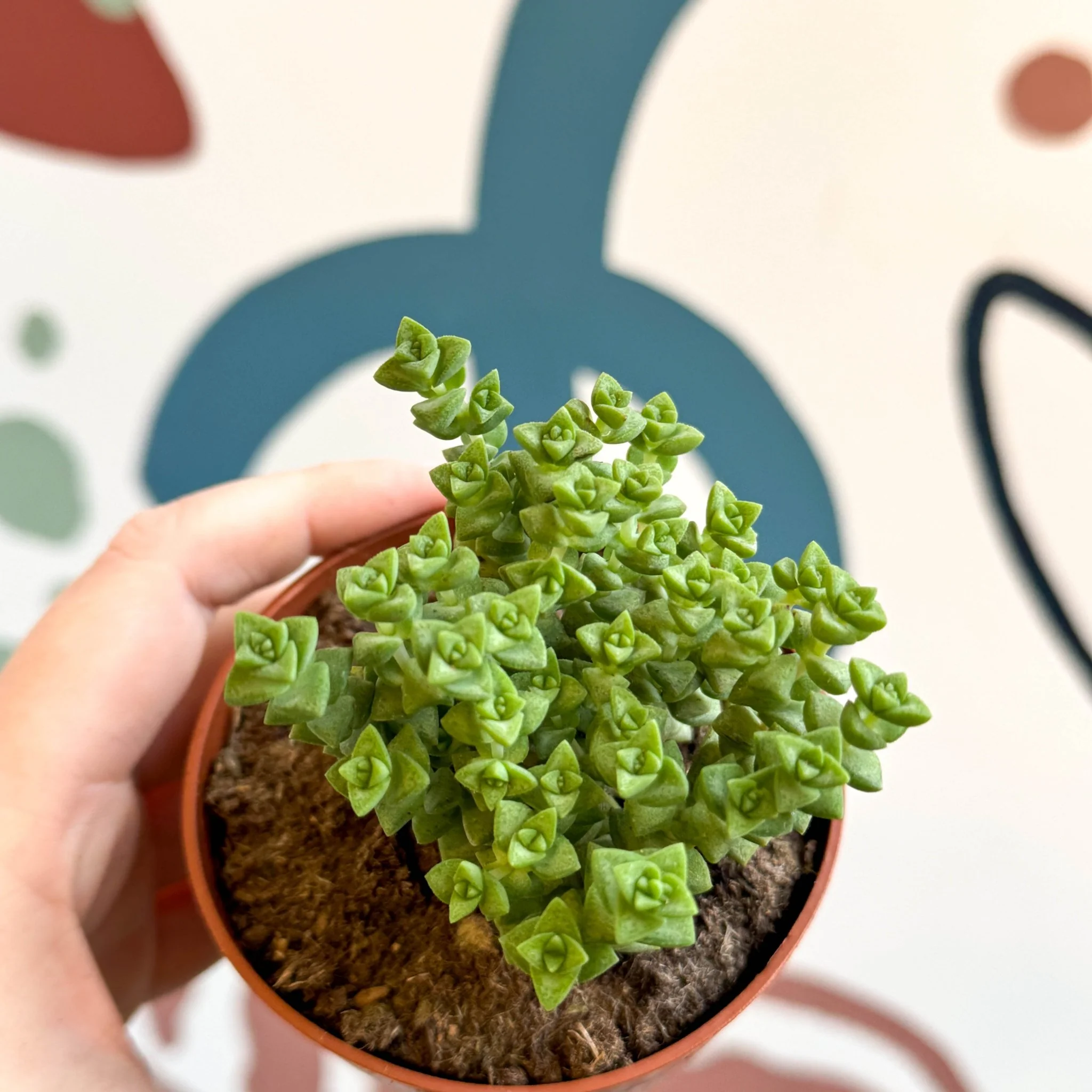 Crassula rupestris ssp. commutata 'Tom Thumb'