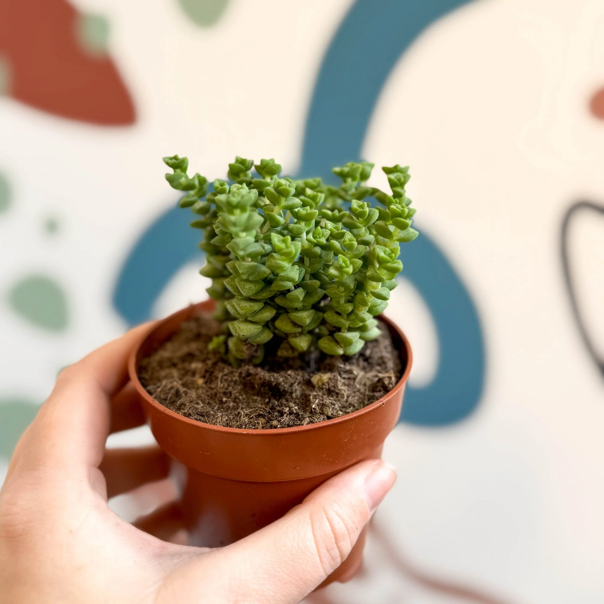 Crassula rupestris ssp. commutata 'Tom Thumb' - Image 2