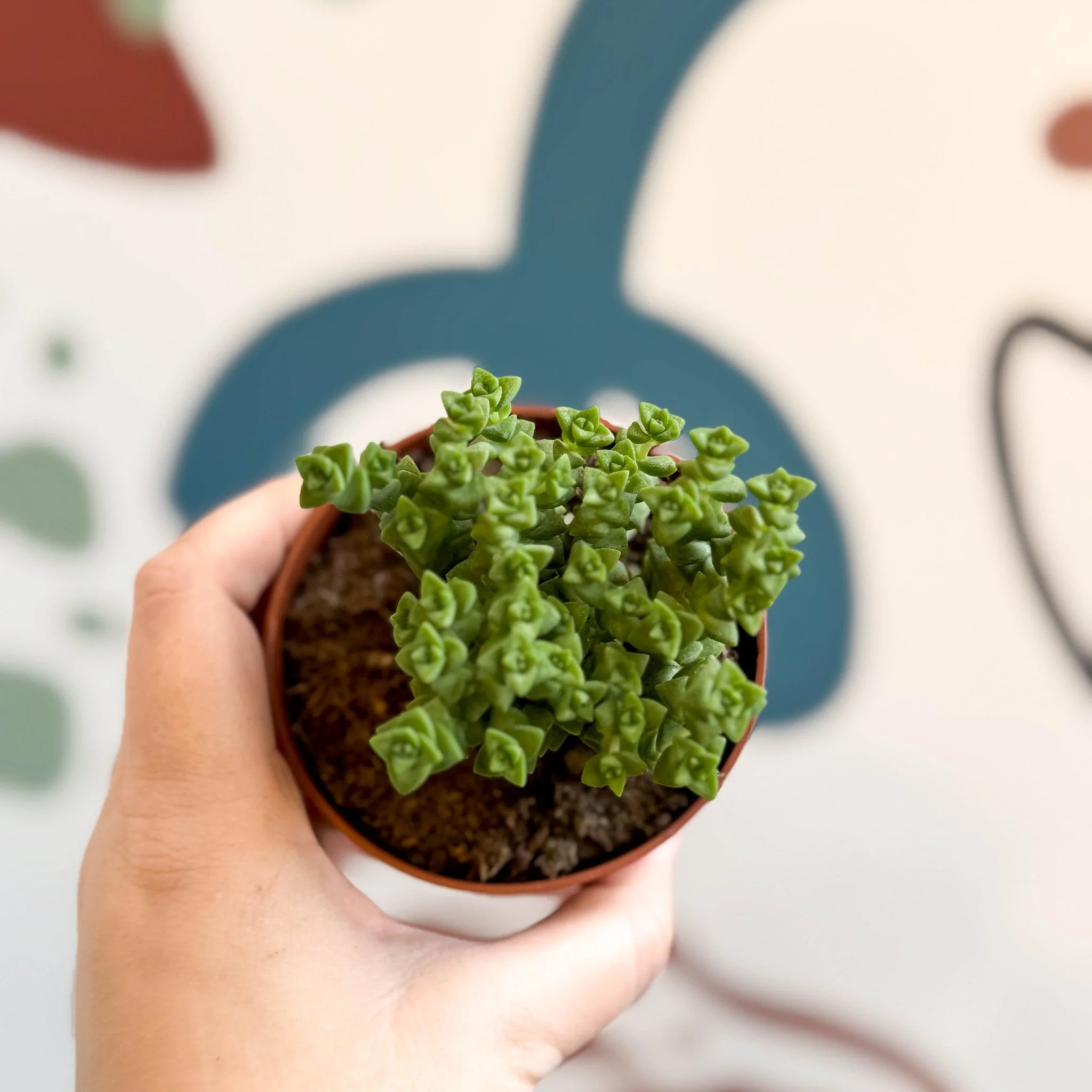 Crassula rupestris ssp. commutata 'Tom Thumb' - Image 3