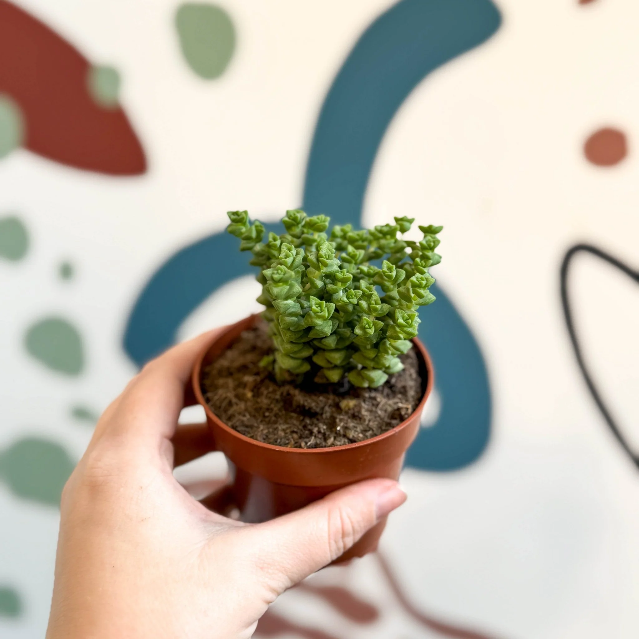 Crassula rupestris ssp. commutata 'Tom Thumb' - Image 4