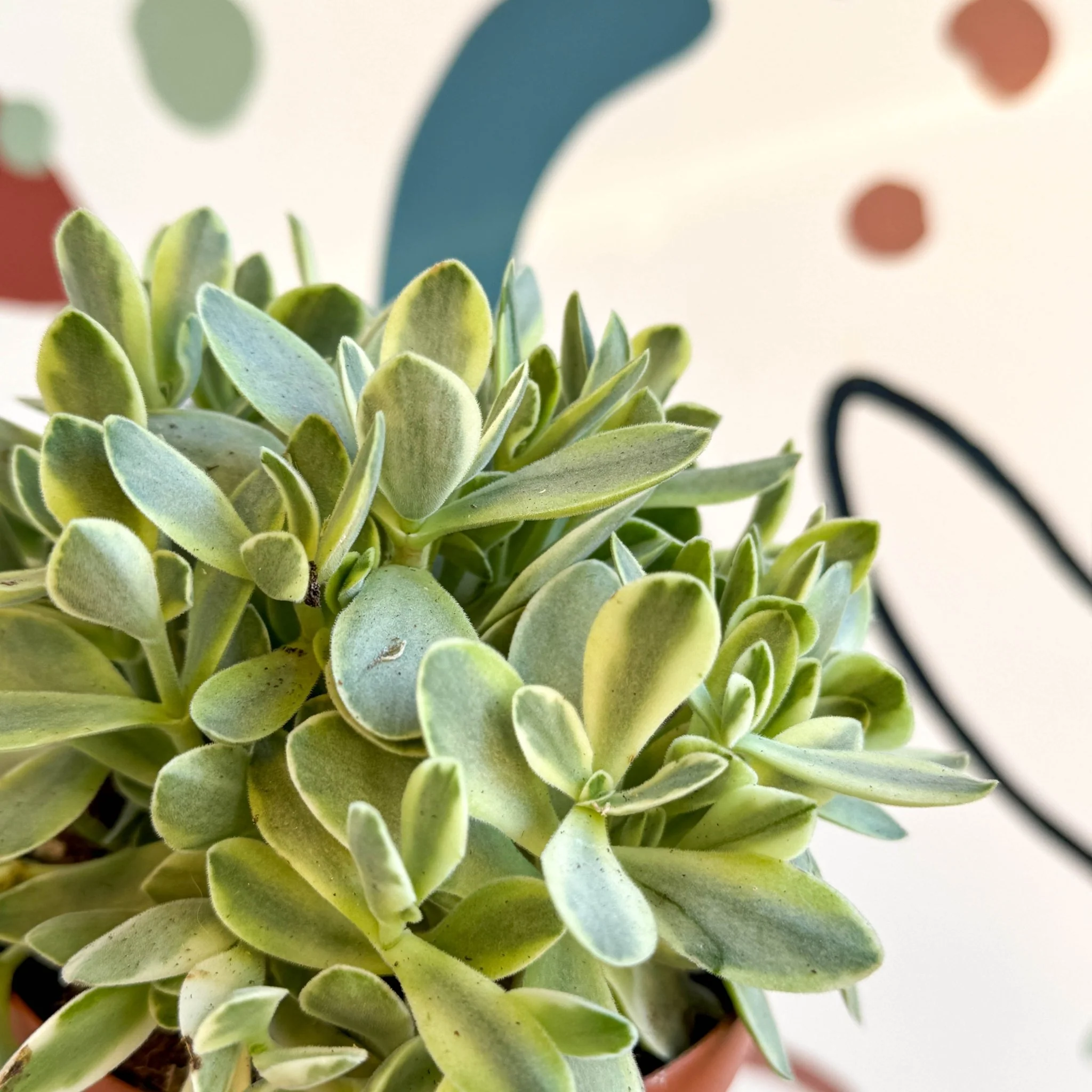 Crassula swaziensis variegata 'Money Maker' - Image 12