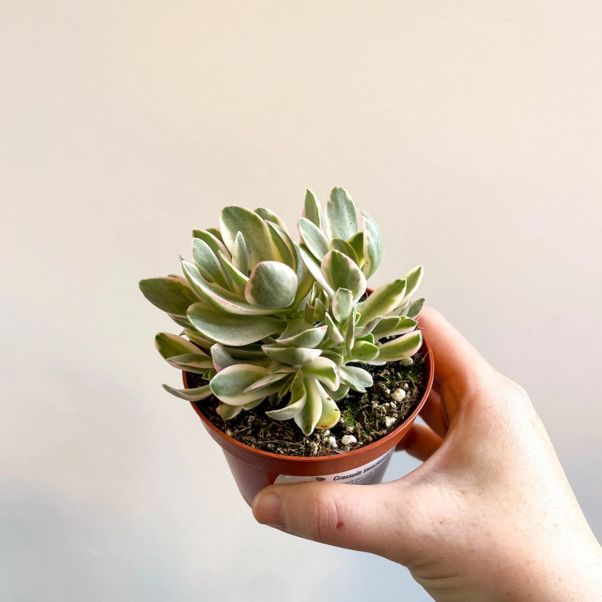 Crassula swaziensis variegata 'Money Maker' - Image 8