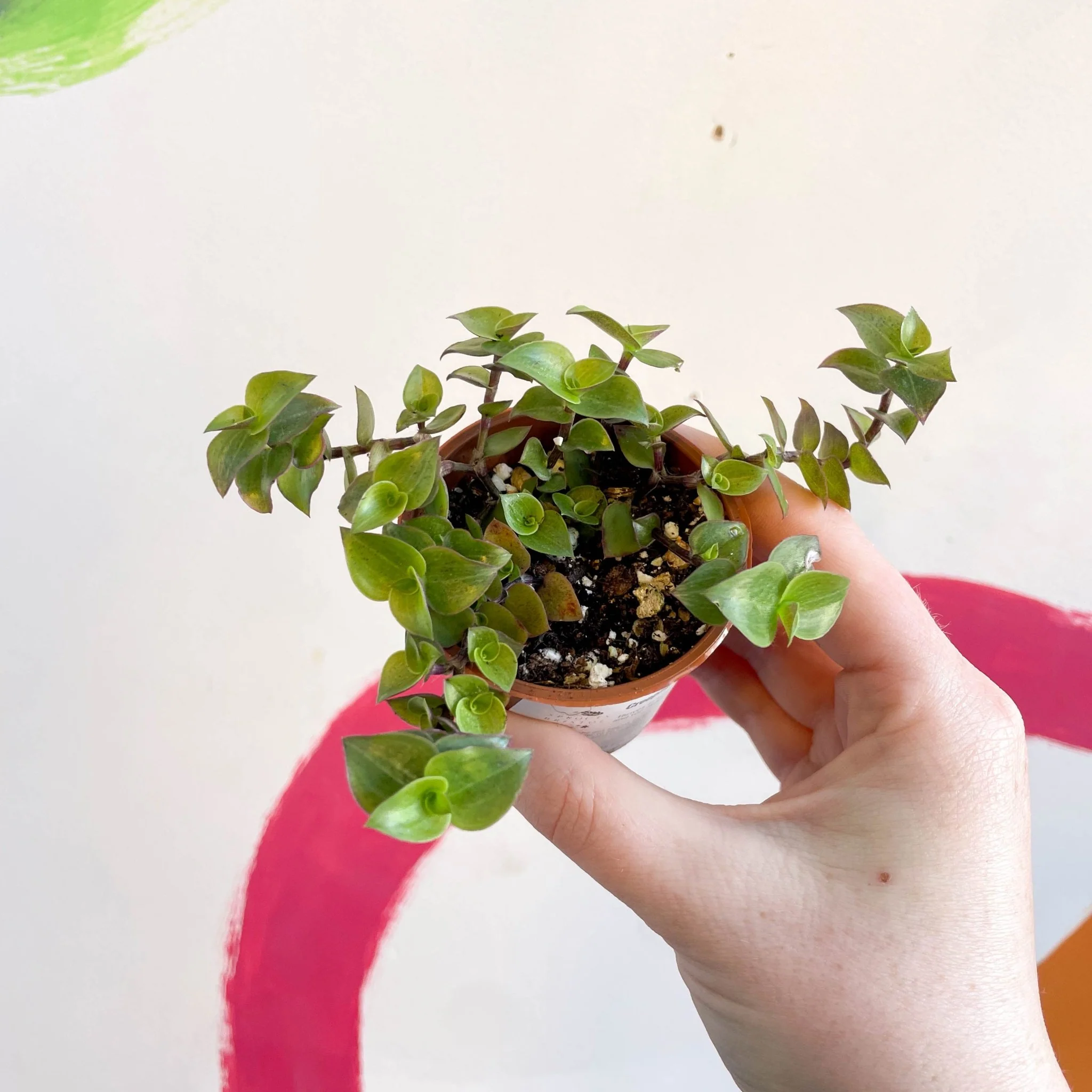 Creeping Inch Plant - Callisia repens - Welsh Grown